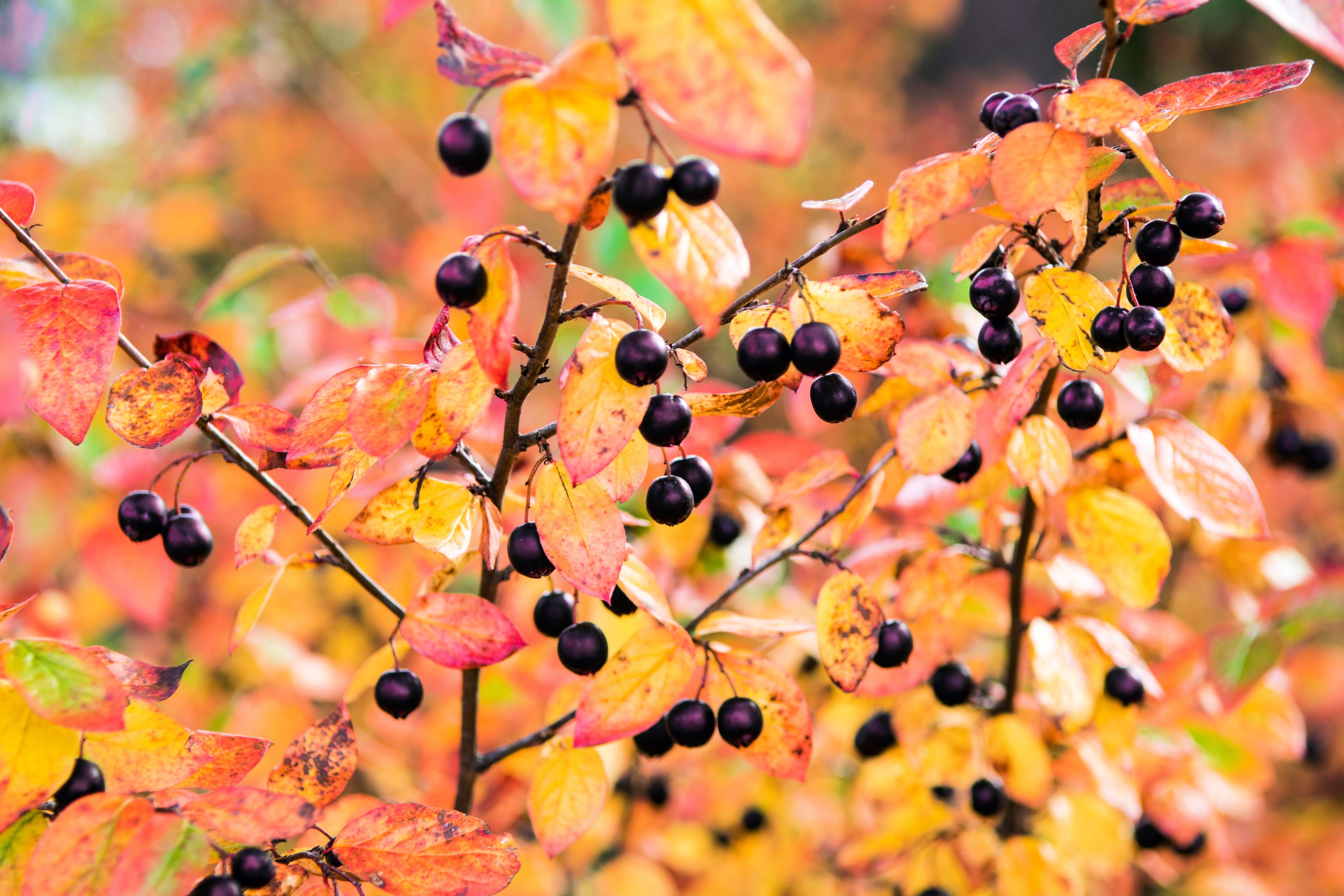 30 PURPLE CHOKEBERRY Aronia Prunifolia White Flower Fruit Shrub Seeds