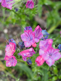 25 ROSE VIPER'S BUGLOSS Pink Echium Plantagineum Rose Bedder Flower Seeds