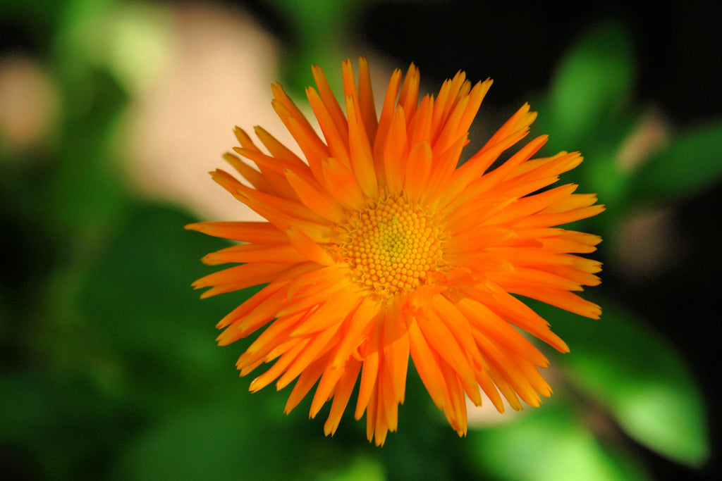 50 RADIO ENGLISH MARIGOLD Calendula Officinalis Orange & Yellow Pot Marigold Flower Seeds