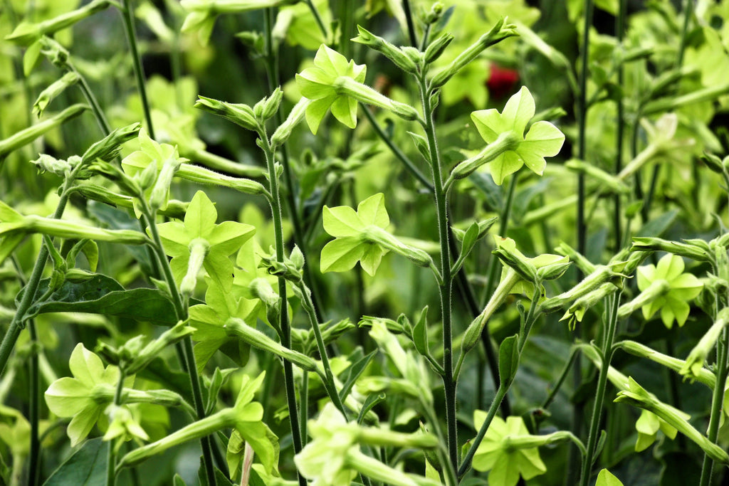 100 LIME GREEN NICOTIANA Alata Flowering Tobacco Seeds