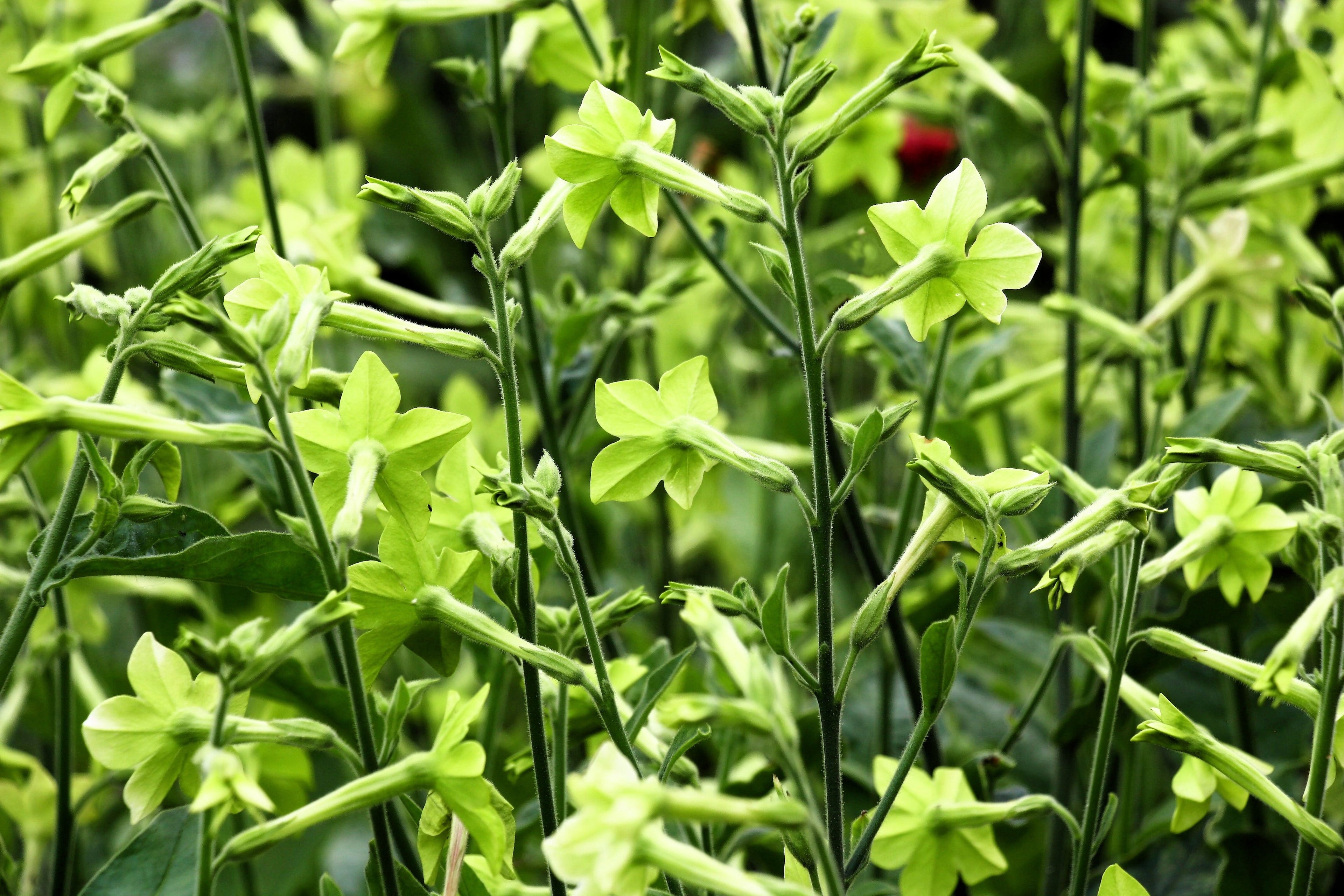100 LIME GREEN NICOTIANA Alata Flowering Tobacco Seeds