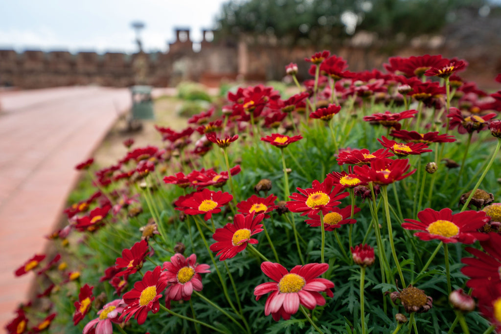 100 RED ROBINSONS DAISY Painted Chrysanthemum Coccineum Pyrethrum Flower Seeds