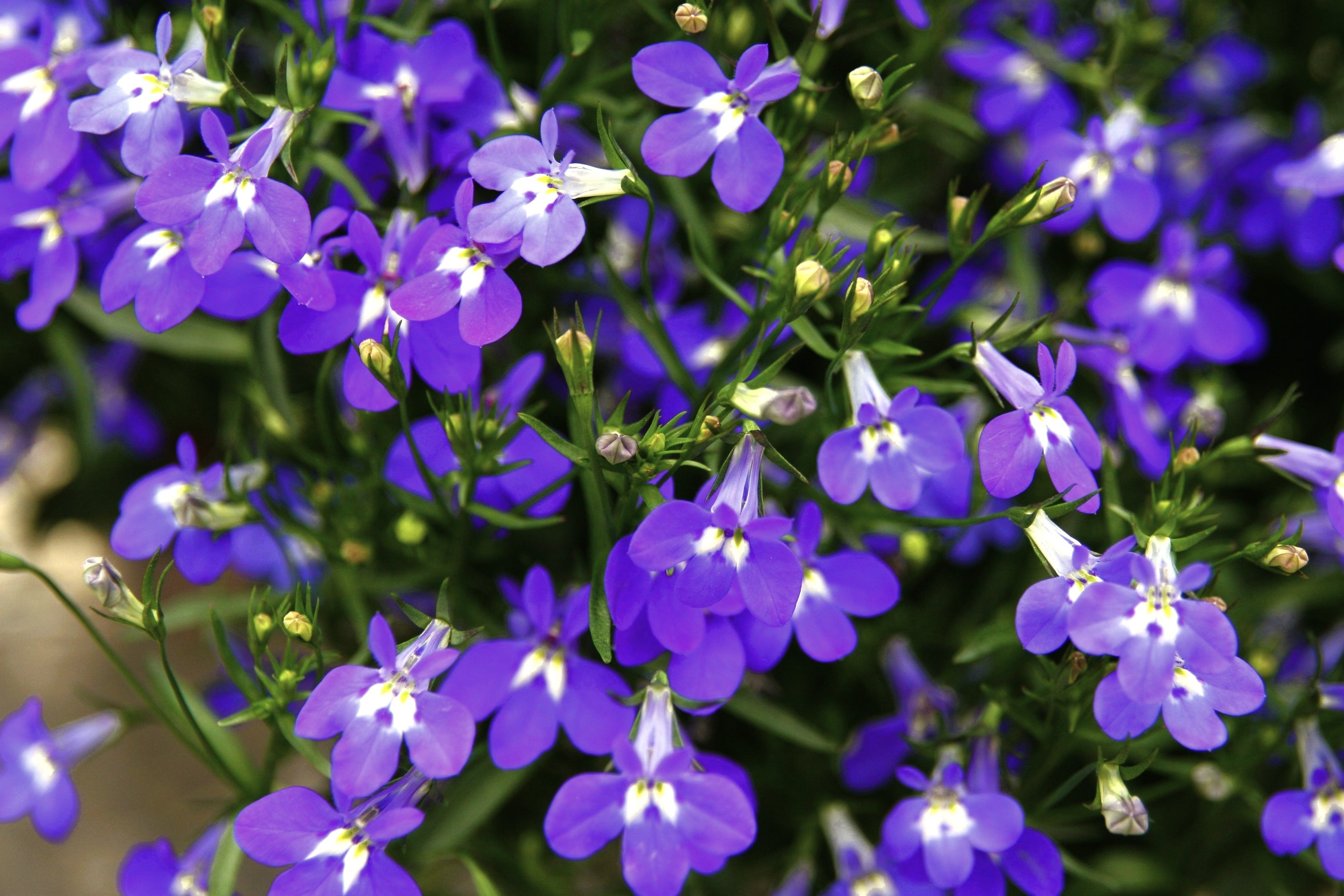 200 Lavender & White MRS CLIBRAN LOBELIA Erinus Flower Seeds