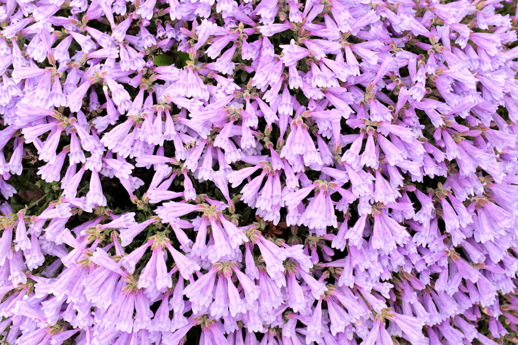 50 ALPINE PENSTEMON Davidsonii Davidson's Beardtongue Purple Flower Seeds