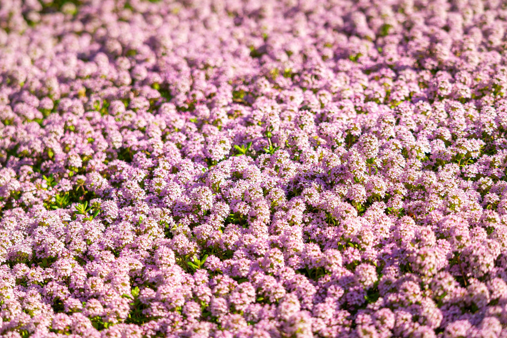 500 Sweet ALYSSUM PASTEL CARPET Mix Lobularia Maritima Flower Seeds