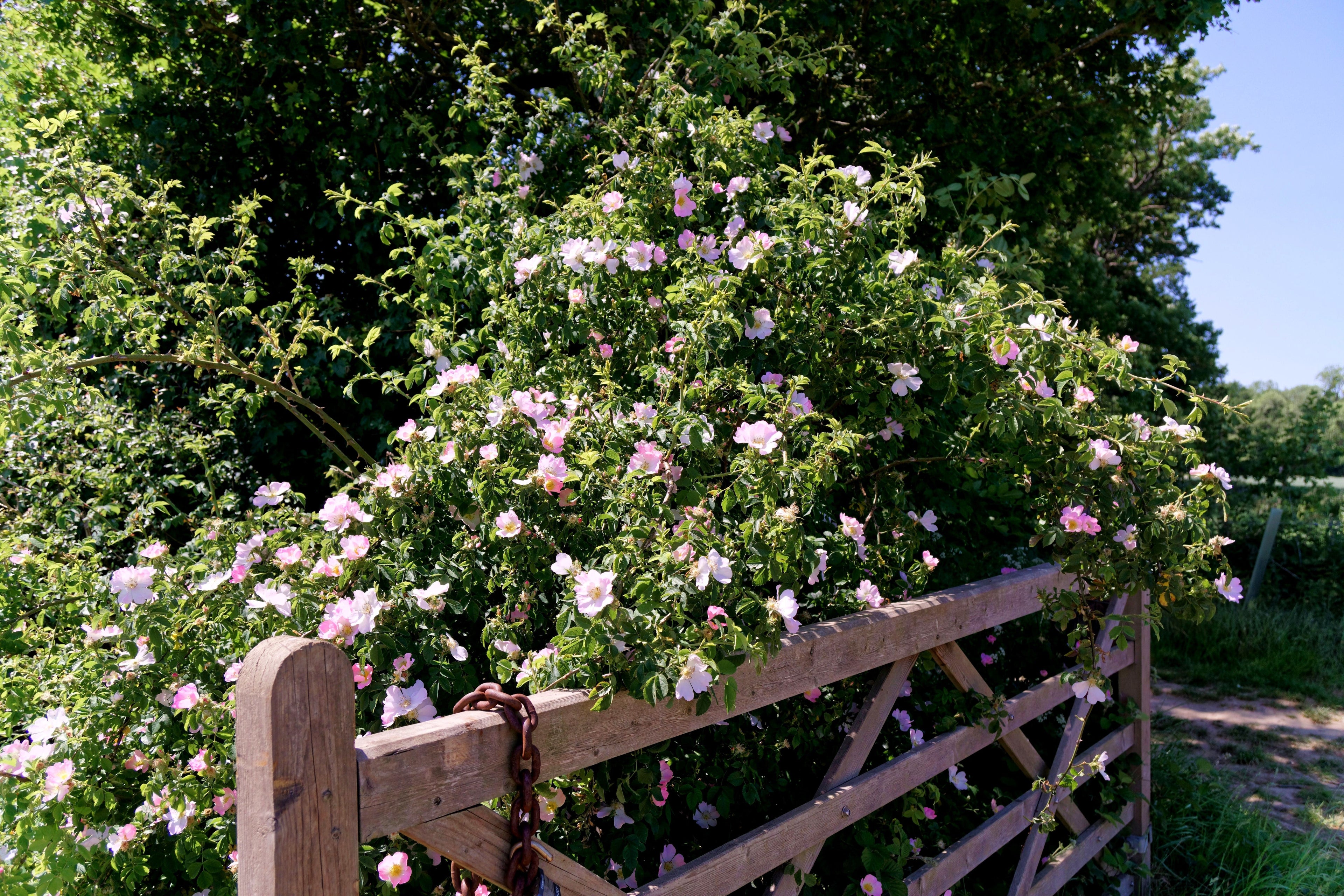 50 Thornless Pink DOG BRIER ROSE Bush Rosa Canina Inermis Victory Garden Fragrant Flower Seeds