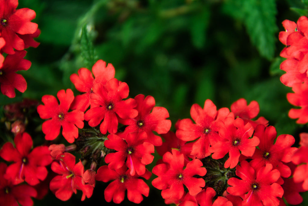 50 SCARLET VERBENA Red Nana Compacta Fragrant Flower Seeds