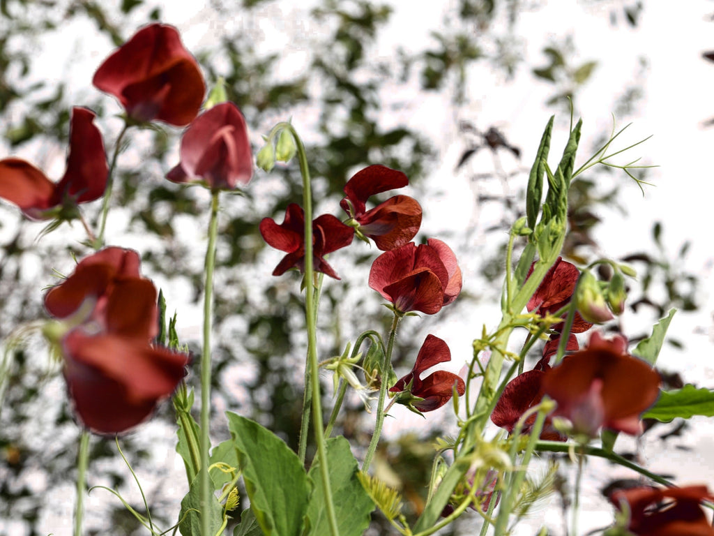 10 BLACK Knight SWEET PEA Lathyrus Odoratus Fragrant Flower Vine Seeds