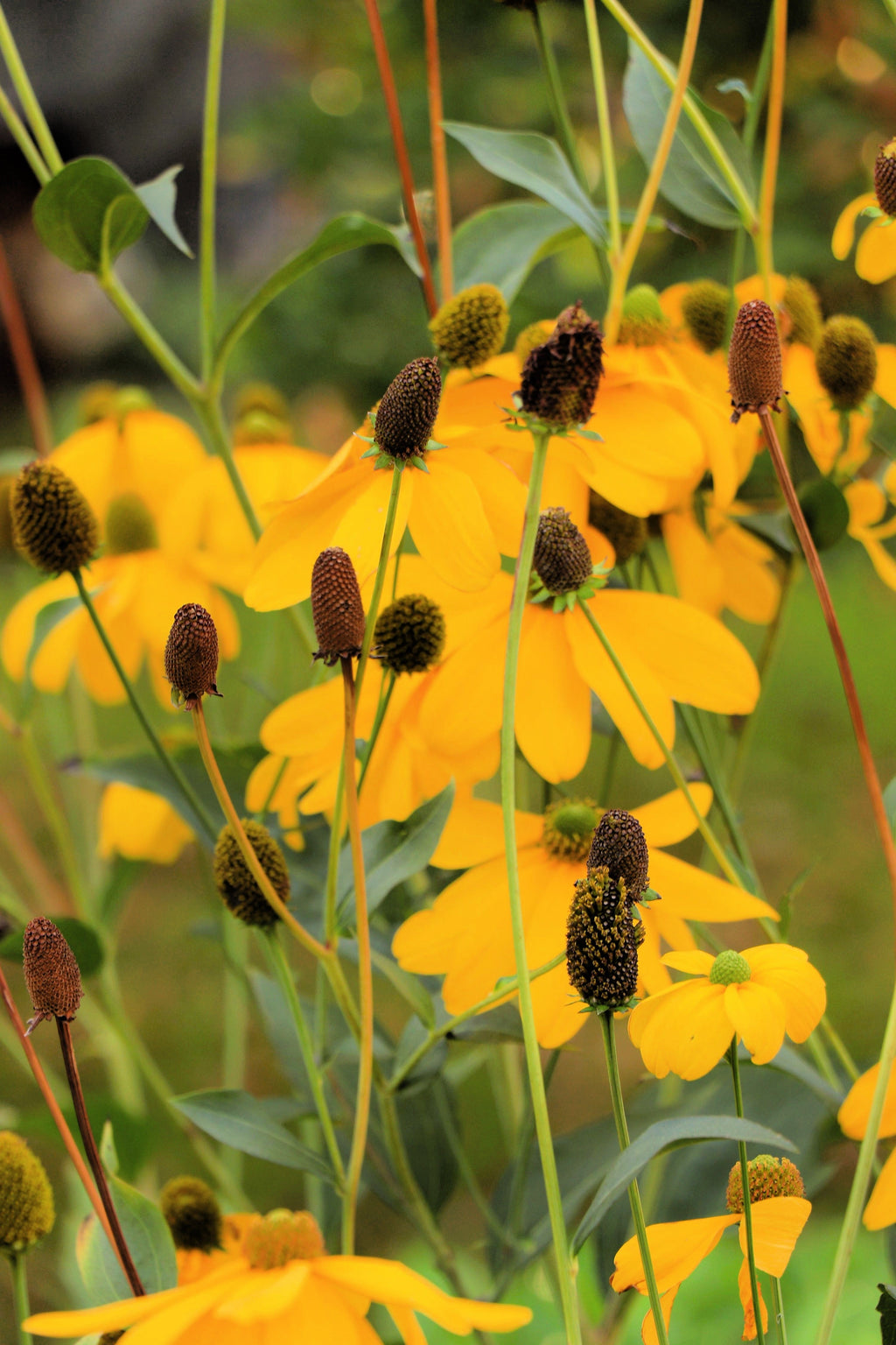 100 YELLOW CONEFLOWER Ratibida Pinnata Flower Seeds