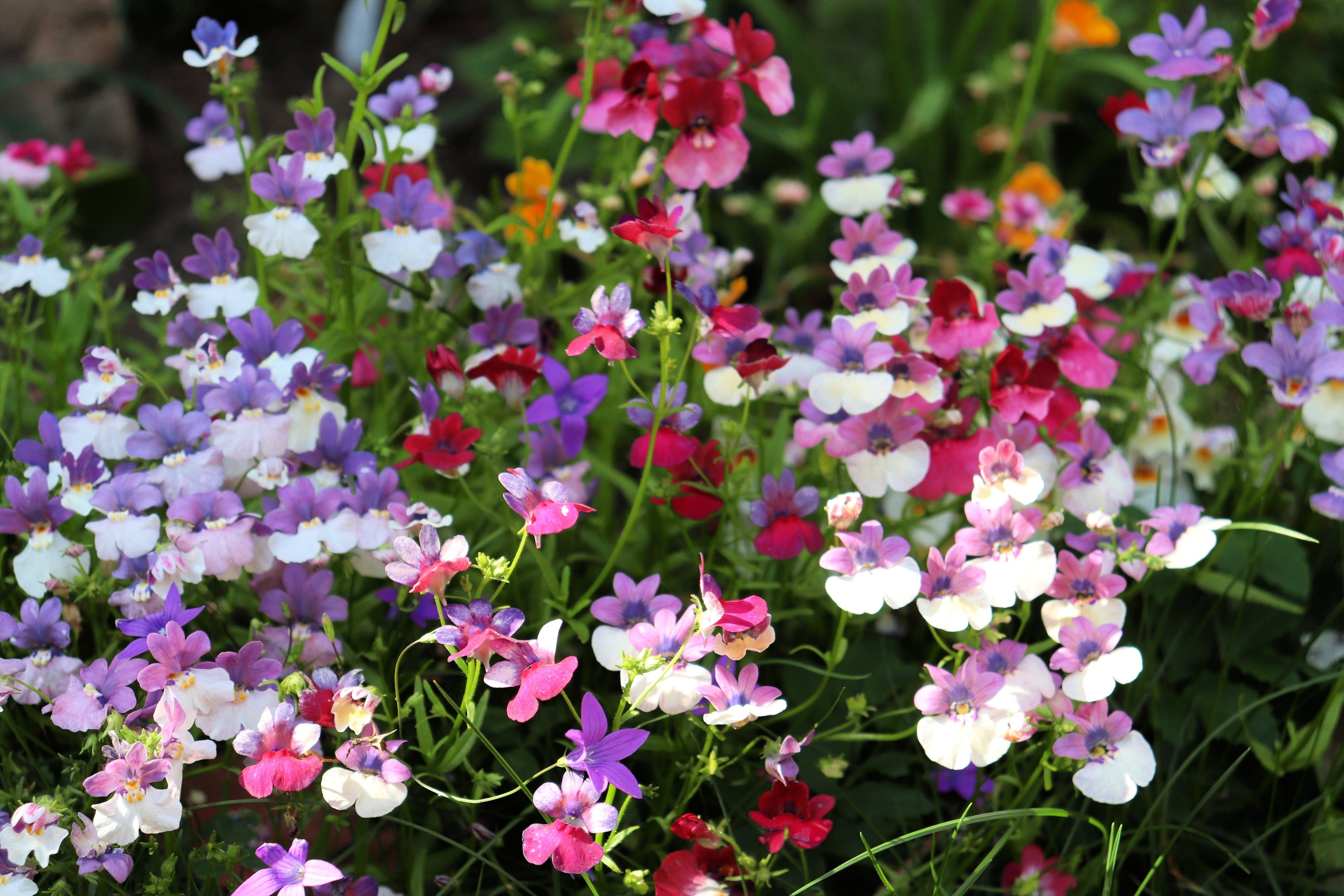 50 CARNIVAL MIX NEMESIA Strumosa Mixed Colors Flower Seeds