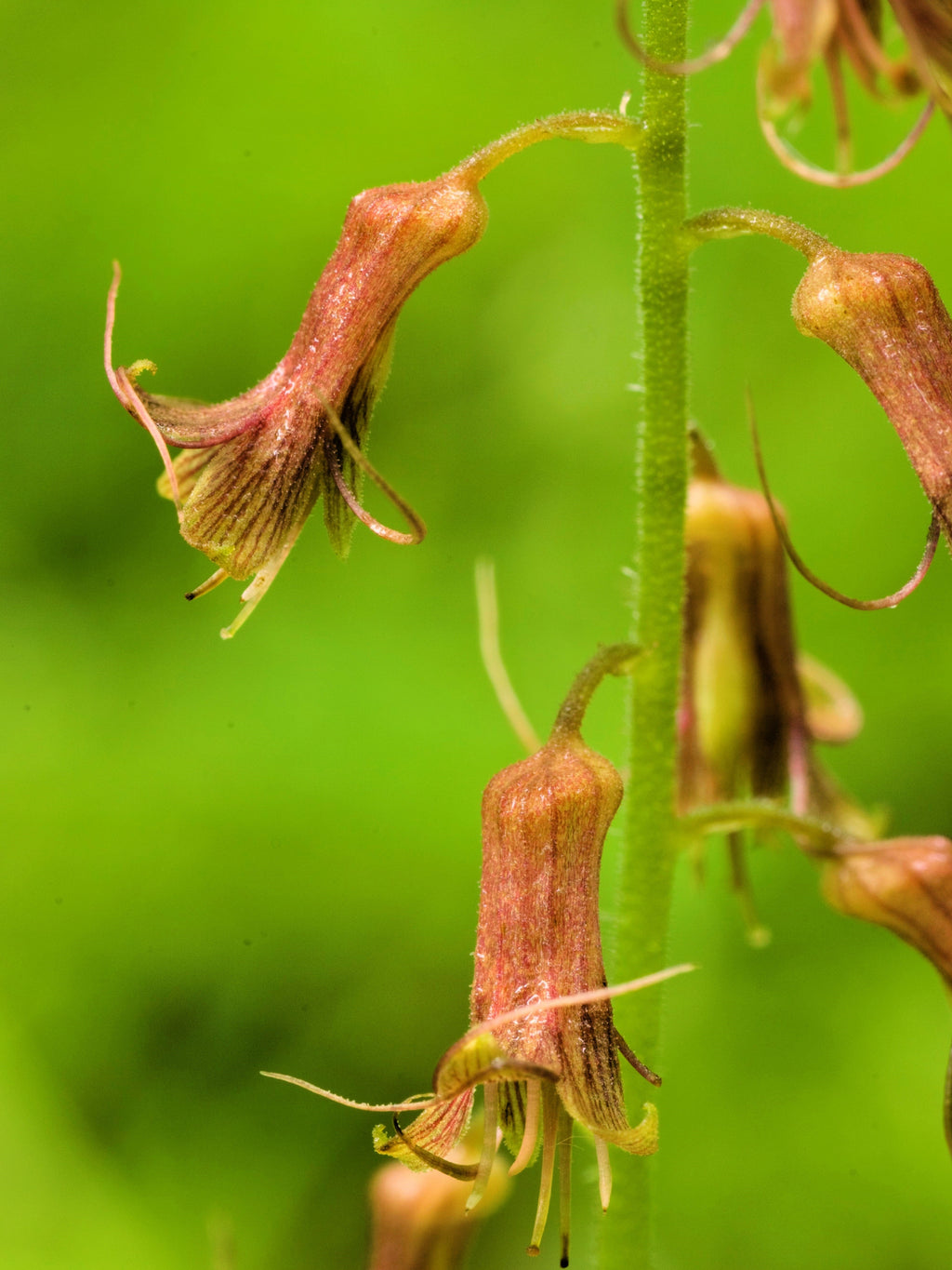 100 PIGGYBACK Plant YOUTH On AGE Tolmiea Thousand Mothers Menziesii Shade Flower Seeds