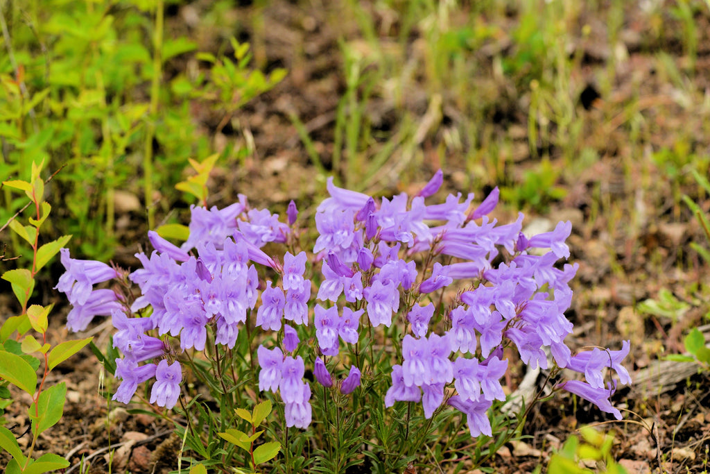 50 ALPINE PENSTEMON Davidsonii Davidson's Beardtongue Purple Flower Seeds