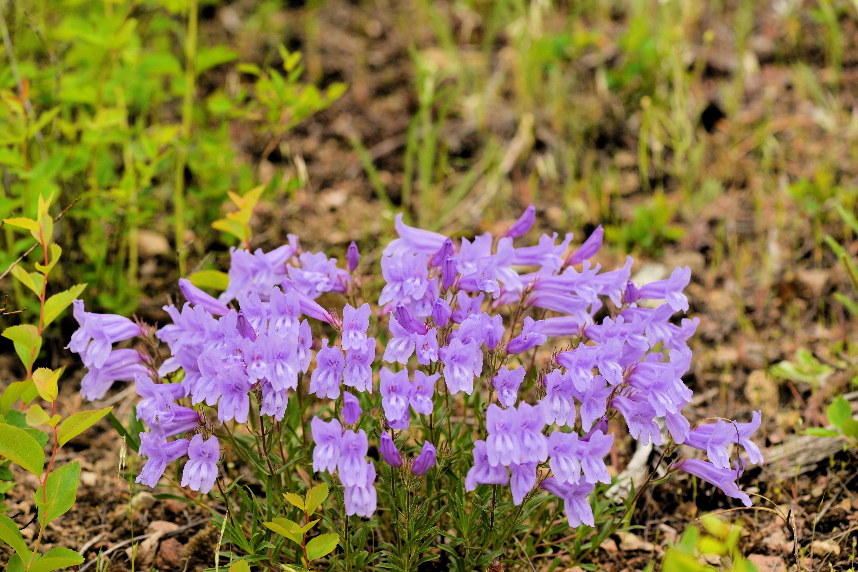 50 ALPINE PENSTEMON Davidsonii Davidson's Beardtongue Purple Flower Seeds
