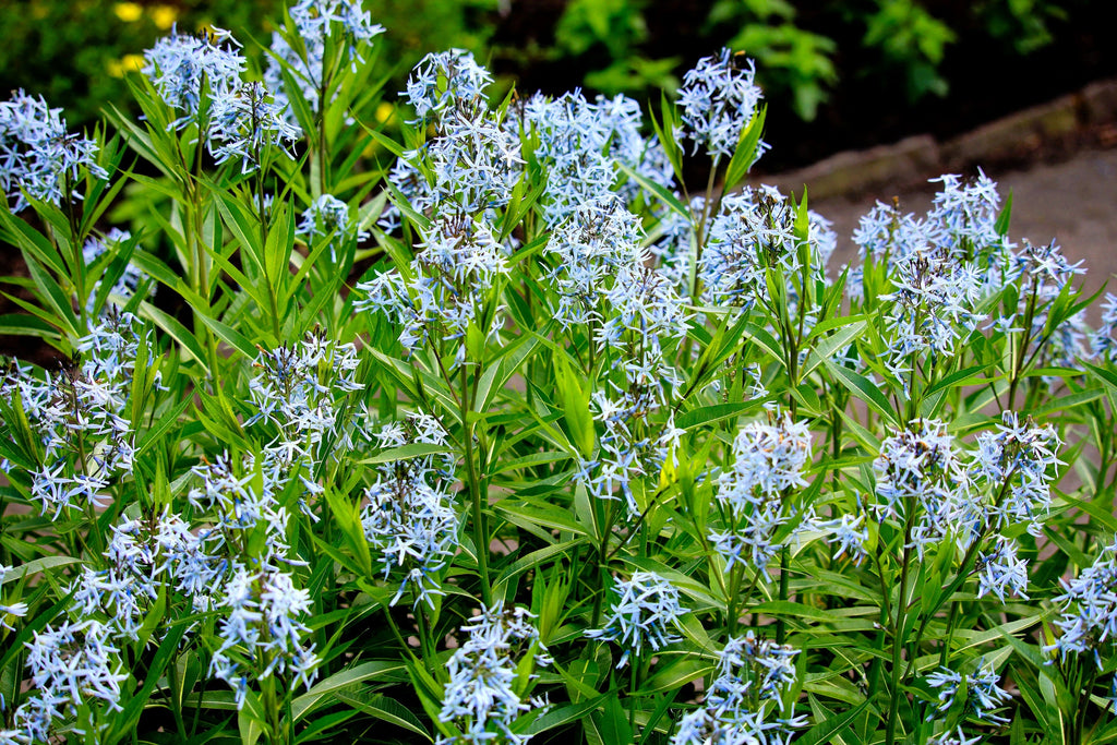 10 SHINING BLUESTAR Ozark or Showy Blue Star Amsonia Illustris Flower Seeds