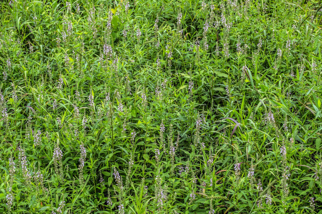 100 CANADIAN GERMANDER American Wood Sage Teucrium Canadense Herb Flower Seeds