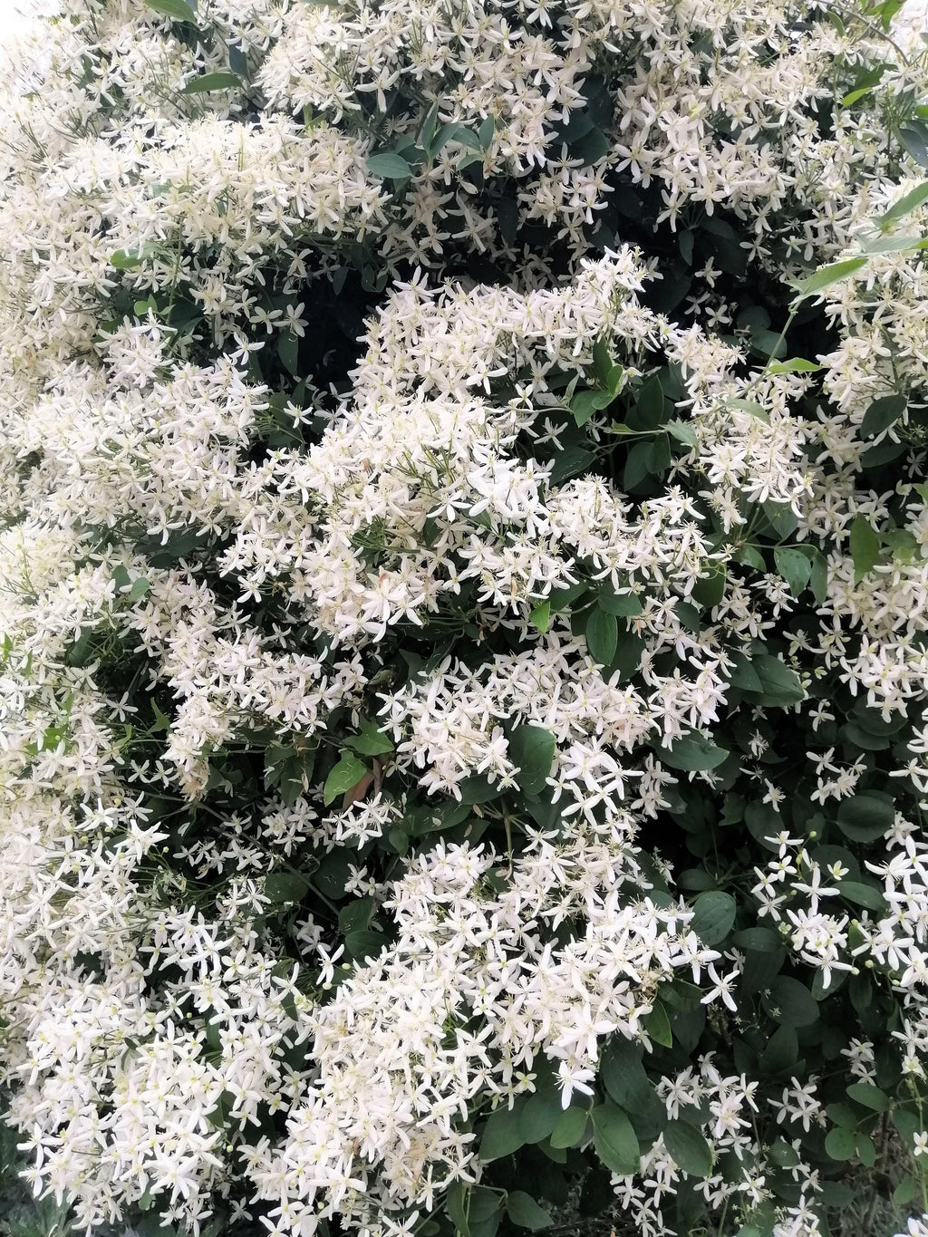 20 SWEET AUTUMN CLEMATIS Paniculata Fragrant White Flower Vine Seeds