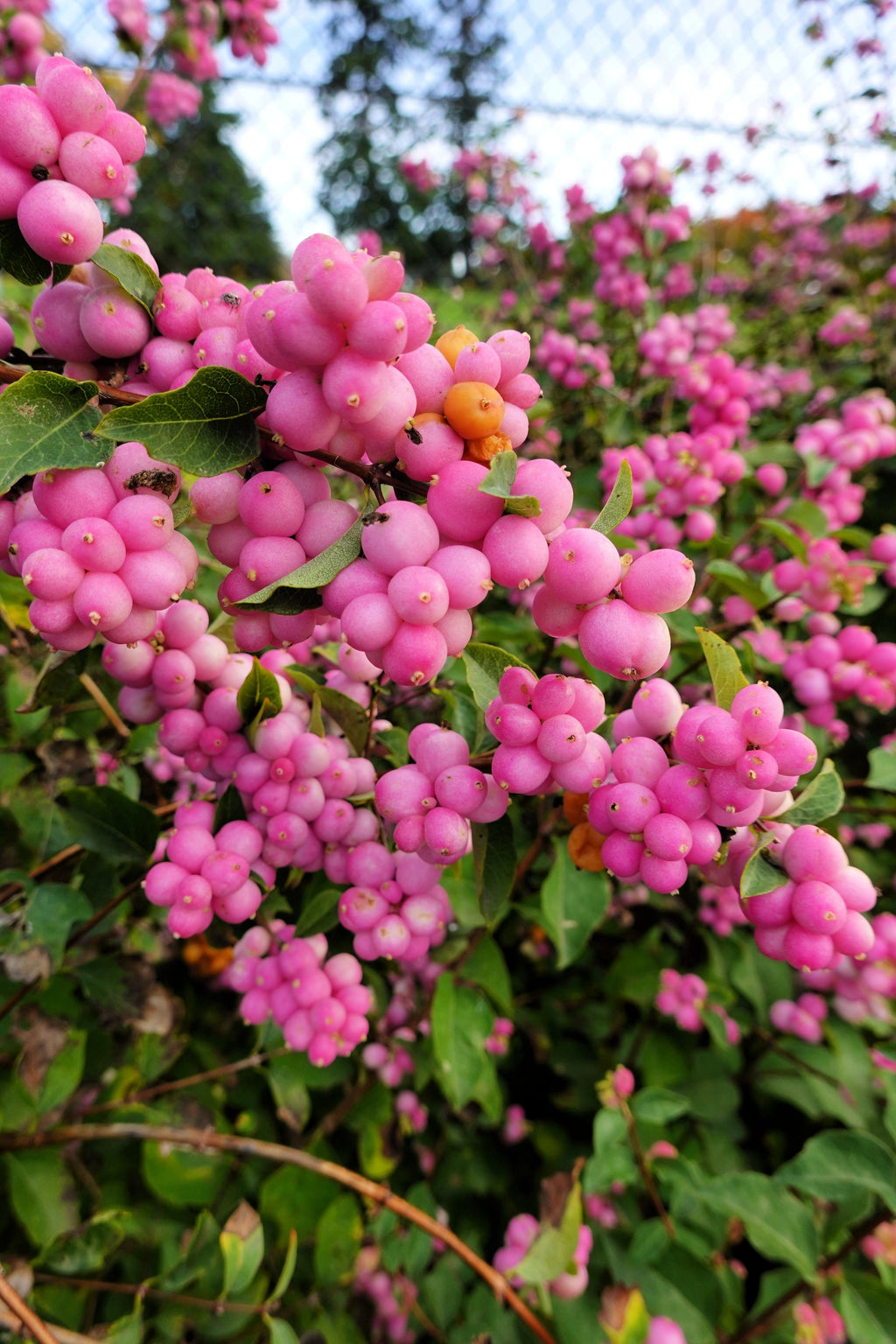 Currant Tree Flower 25 CORALBERRY Shrub Flower Pink Indian Currant Symphoricarpos Orbicula ...