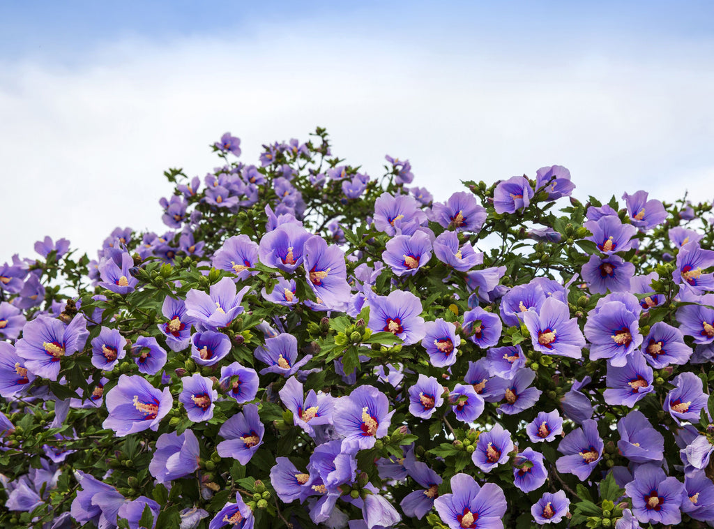 50 Mixed Colors ROSE Of SHARON HIBISCUS Syriacus Flower Tree Bush Seeds Mix