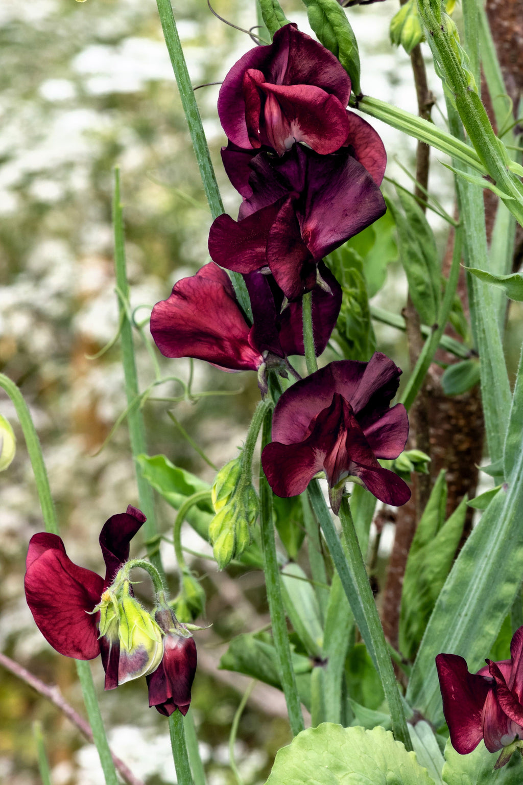 10 BLACK Knight SWEET PEA Lathyrus Odoratus Fragrant Flower Vine Seeds
