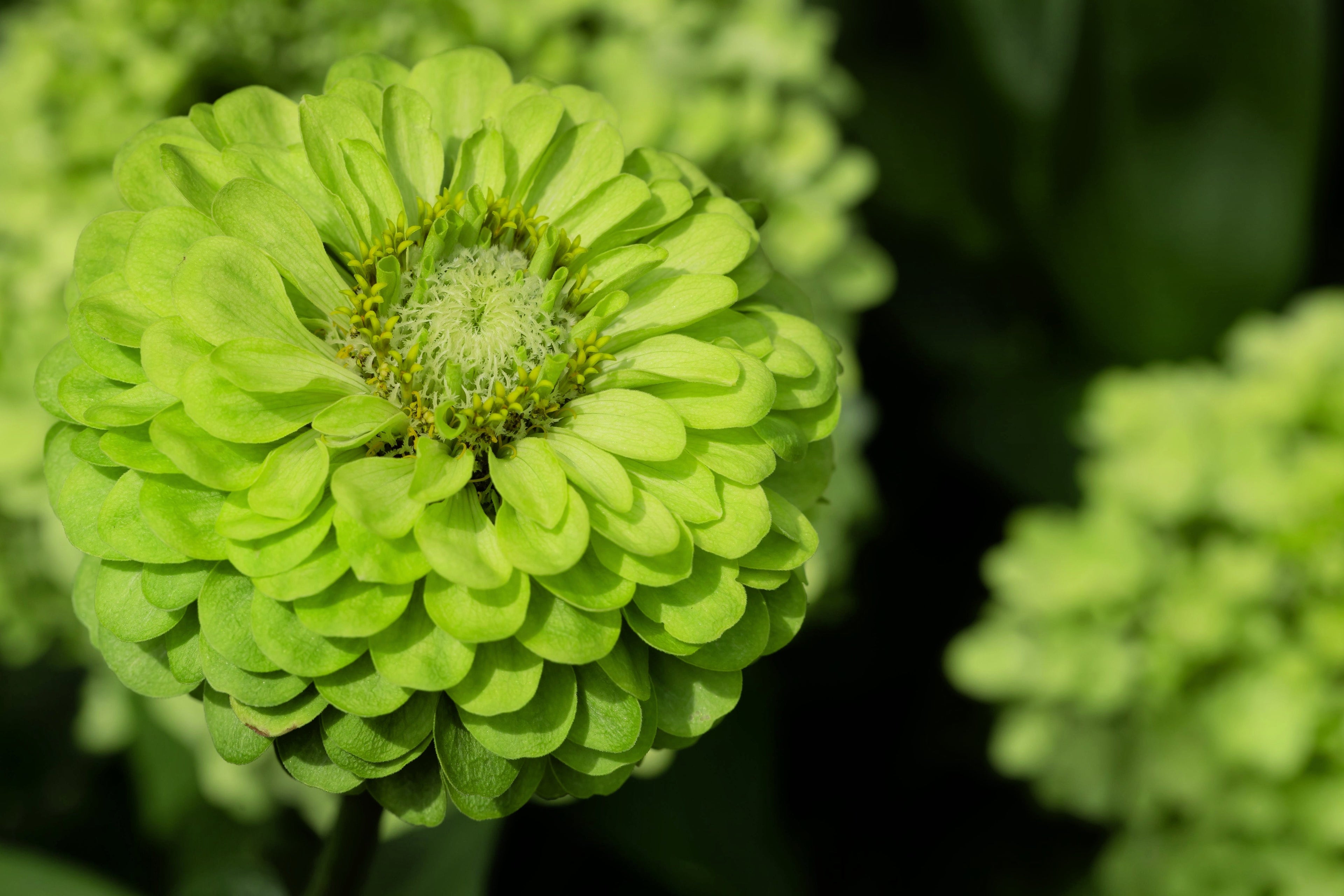 250 GREEN ENVY ZINNIA Elegans Heirloom Chartreuse Double Flower Seeds