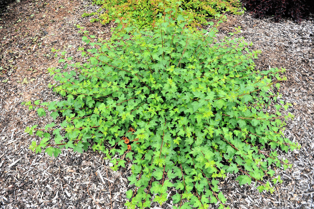50 PACIFIC NINEBARK Physocarpus Capitatus Western Ninebark Native White Pink Red Flower Shrub Seeds