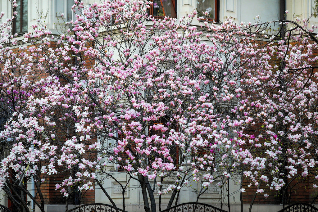 5 LILY MAGNOLIA Flower TREE Pink & Purple Fragrant Tulip Magnol Liliiflora Seeds