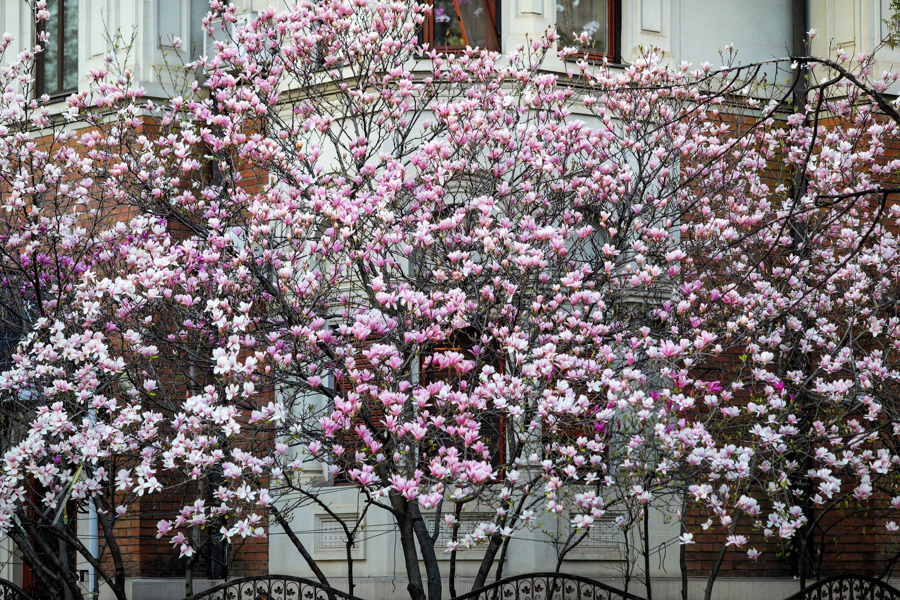 5 LILY MAGNOLIA Flower TREE Pink & Purple Fragrant Tulip Magnol Liliiflora Seeds
