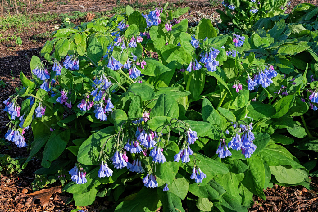 20 VIRGINIA BLUEBELLS True Blue & Pink Mertensia Virginica Flower Seeds