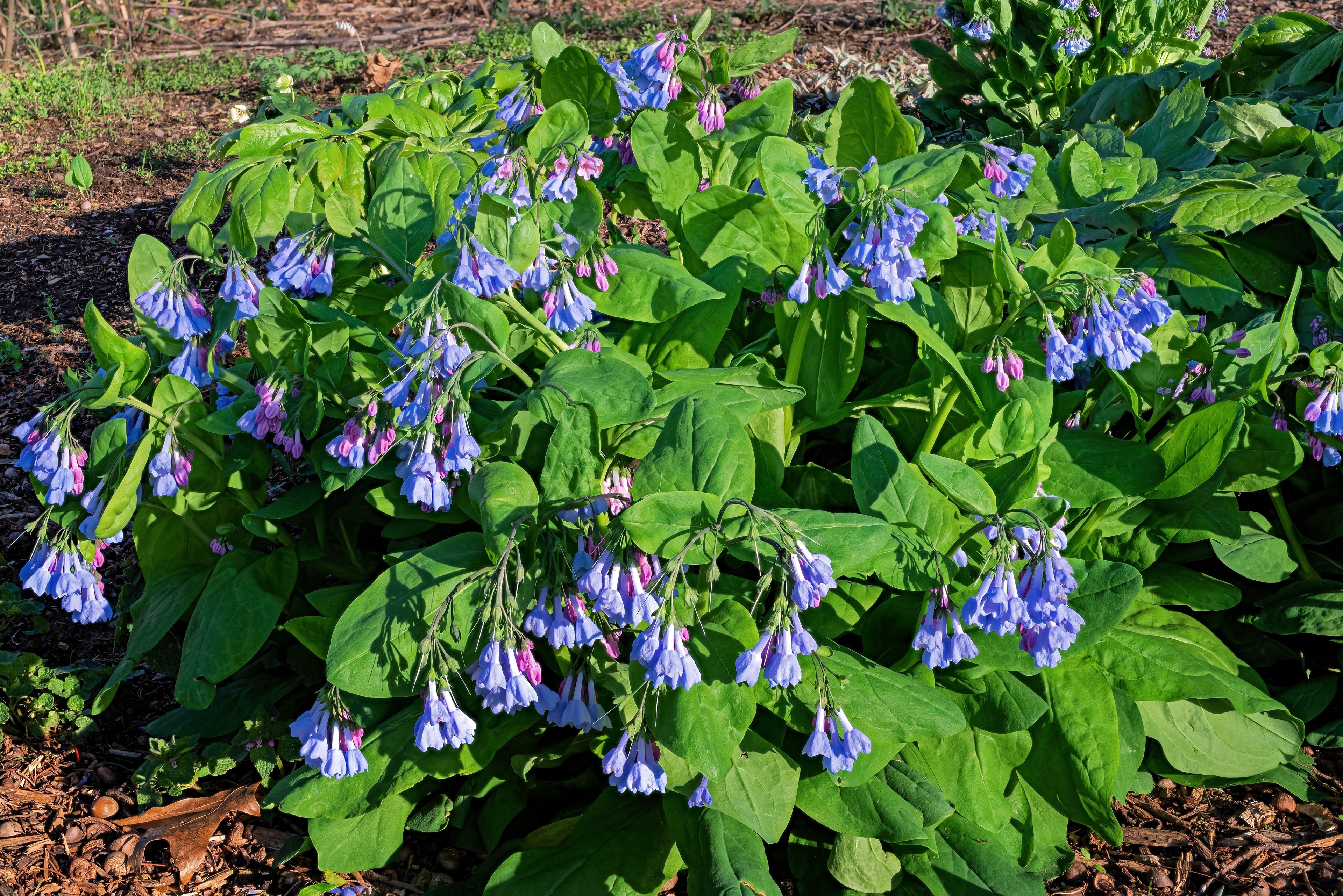 20 VIRGINIA BLUEBELLS True Blue & Pink Mertensia Virginica Flower Seeds