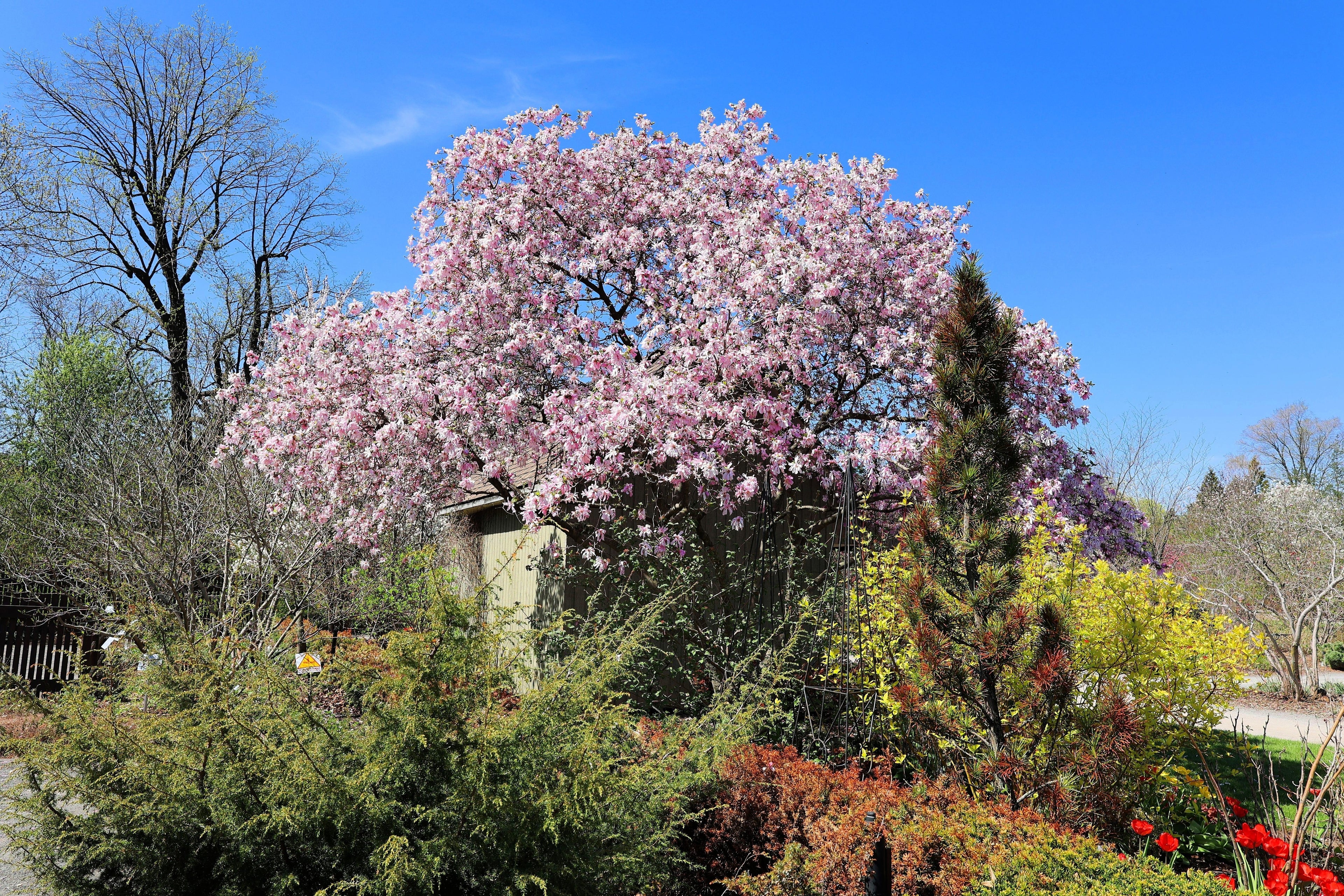 5 LILY MAGNOLIA Flower TREE Pink & Purple Fragrant Tulip Magnol Liliiflora Seeds