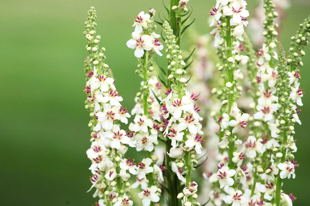 100 WHITE BLUSH VERBASCUM Blattaria Albiflorum Moth Mullein Flower Seeds