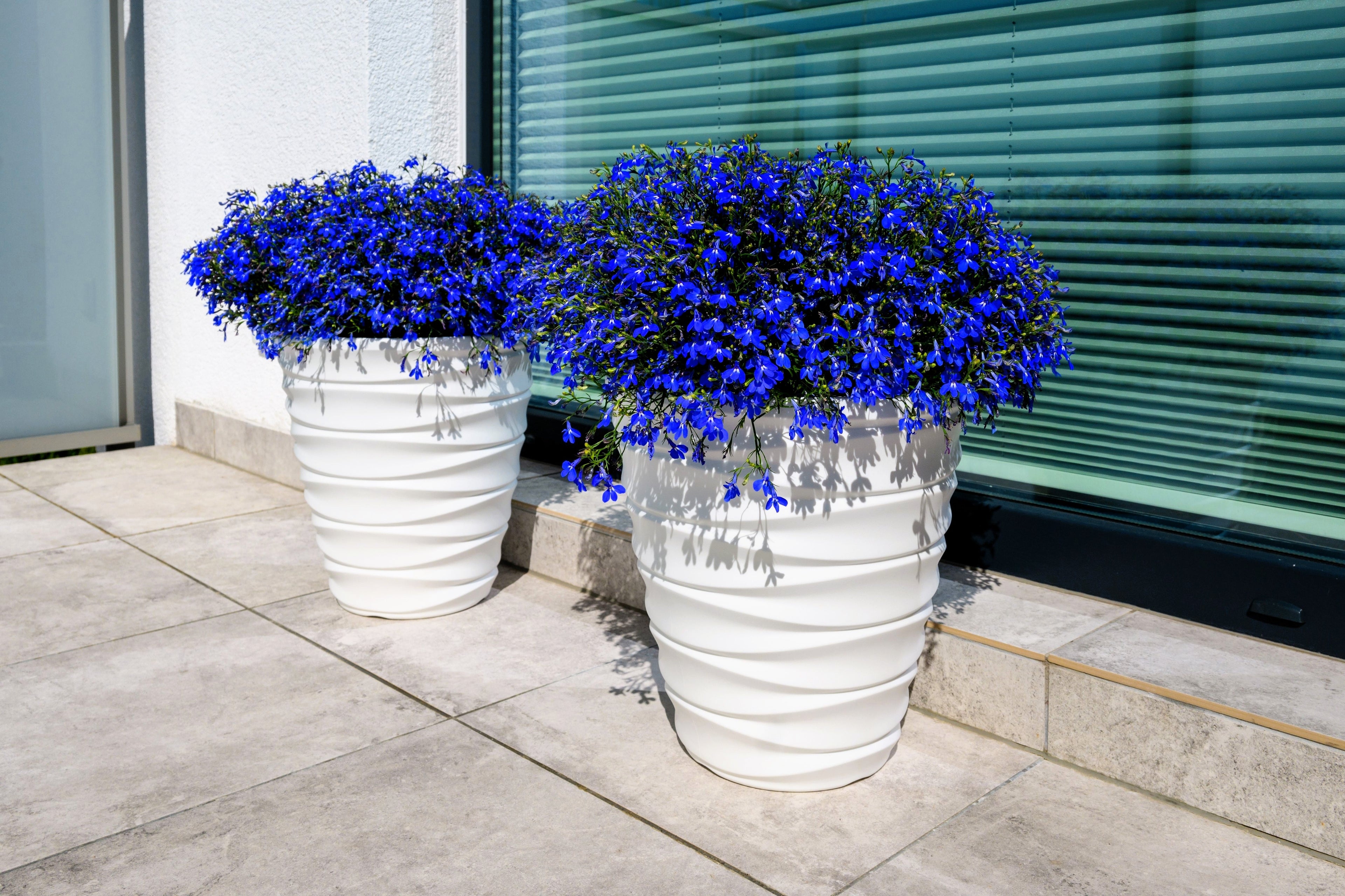 200 Electric Blue & White HALF MOON LOBELIA Erinus Flower Seeds