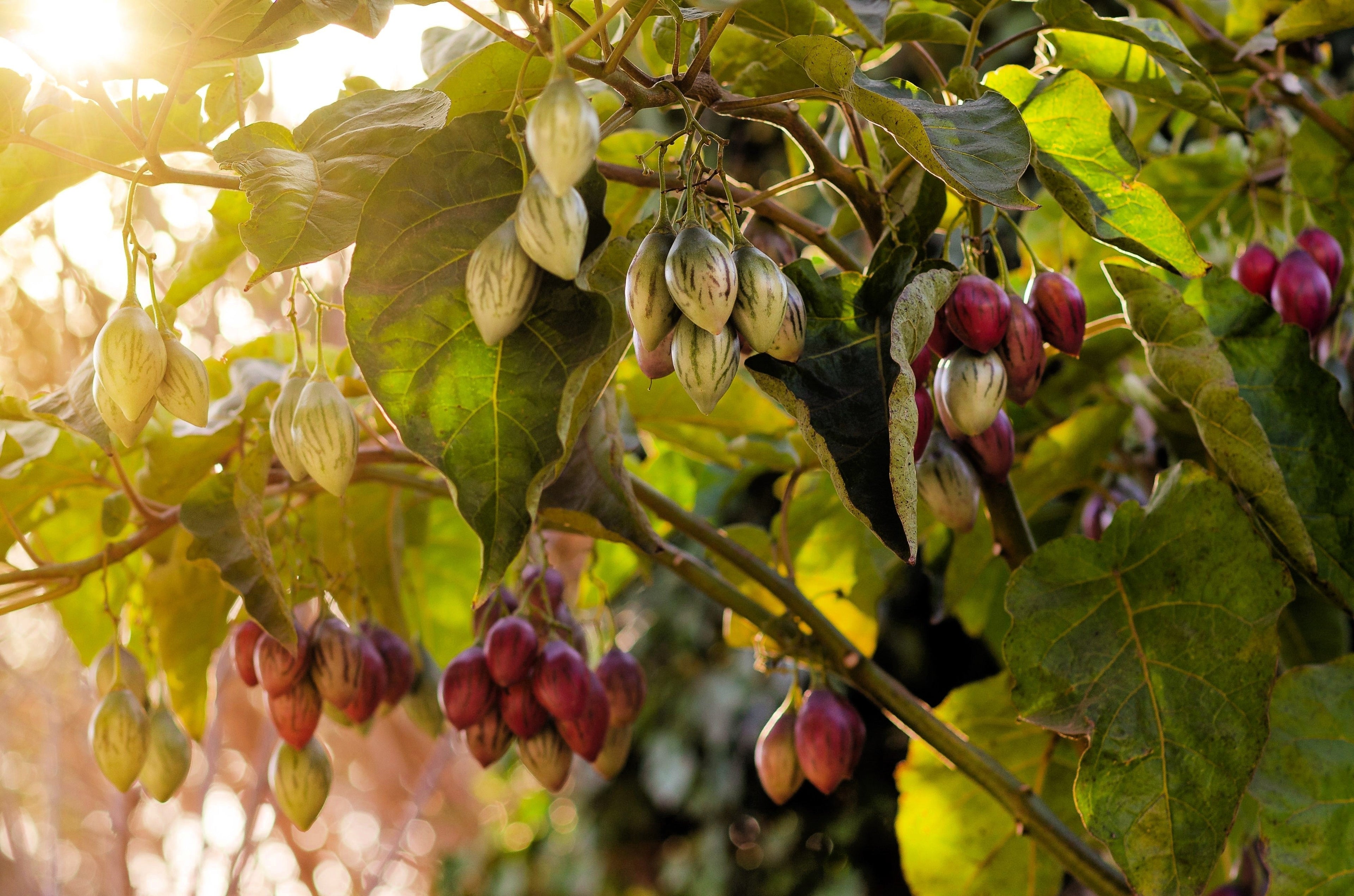 10 TAMARILLO / TREE TOMATO Cyphomandra Betacea Solanum Fruit Tree Seeds