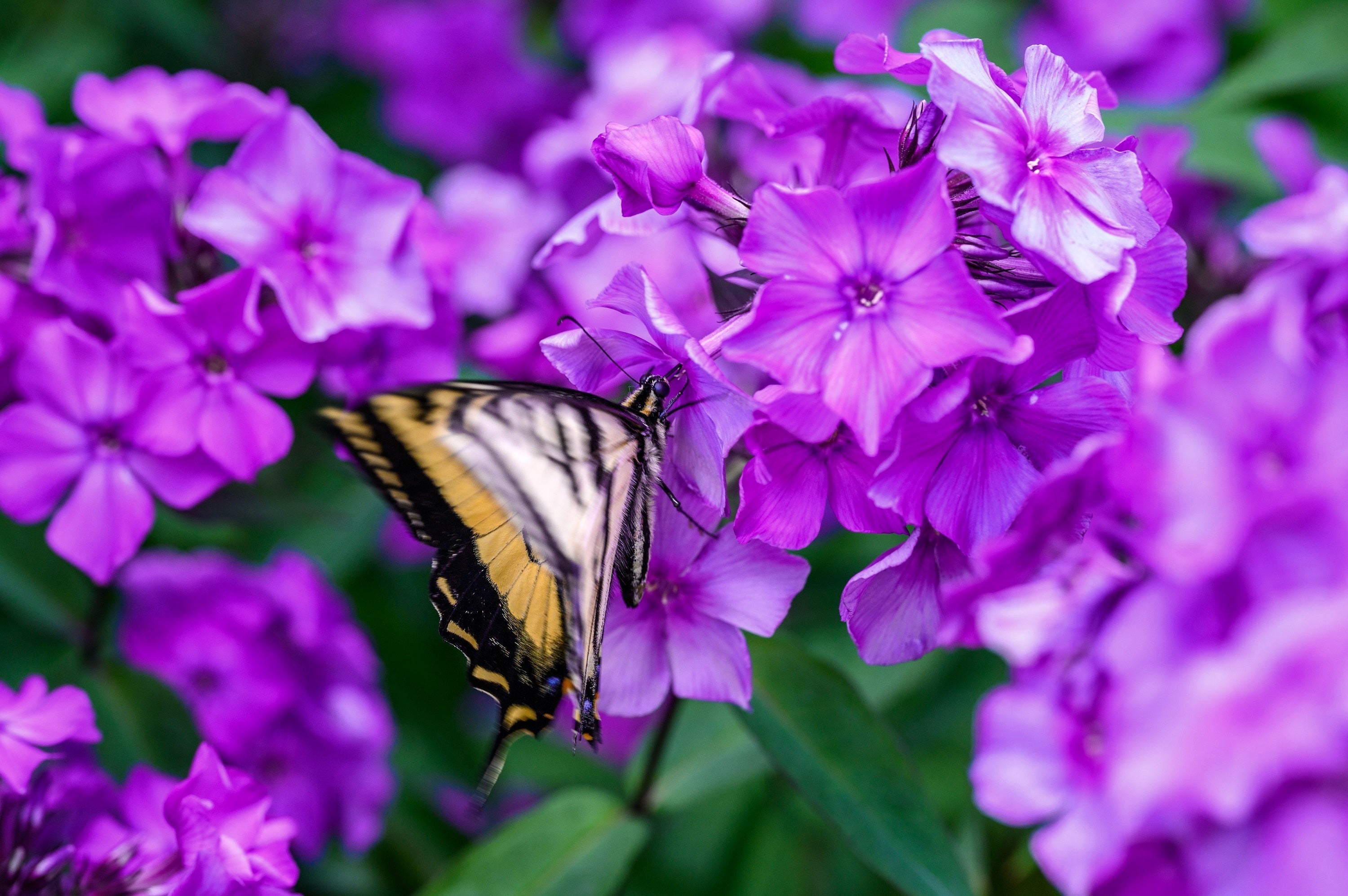 10 Tall PURPLE PHLOX Paniculata Garden Summer Native Hummingbird Flower Seeds