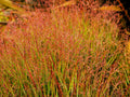 30 Violet PANIC GRASS Panicum Miliaceum Violaceum Ornamental Purple Millet Seeds