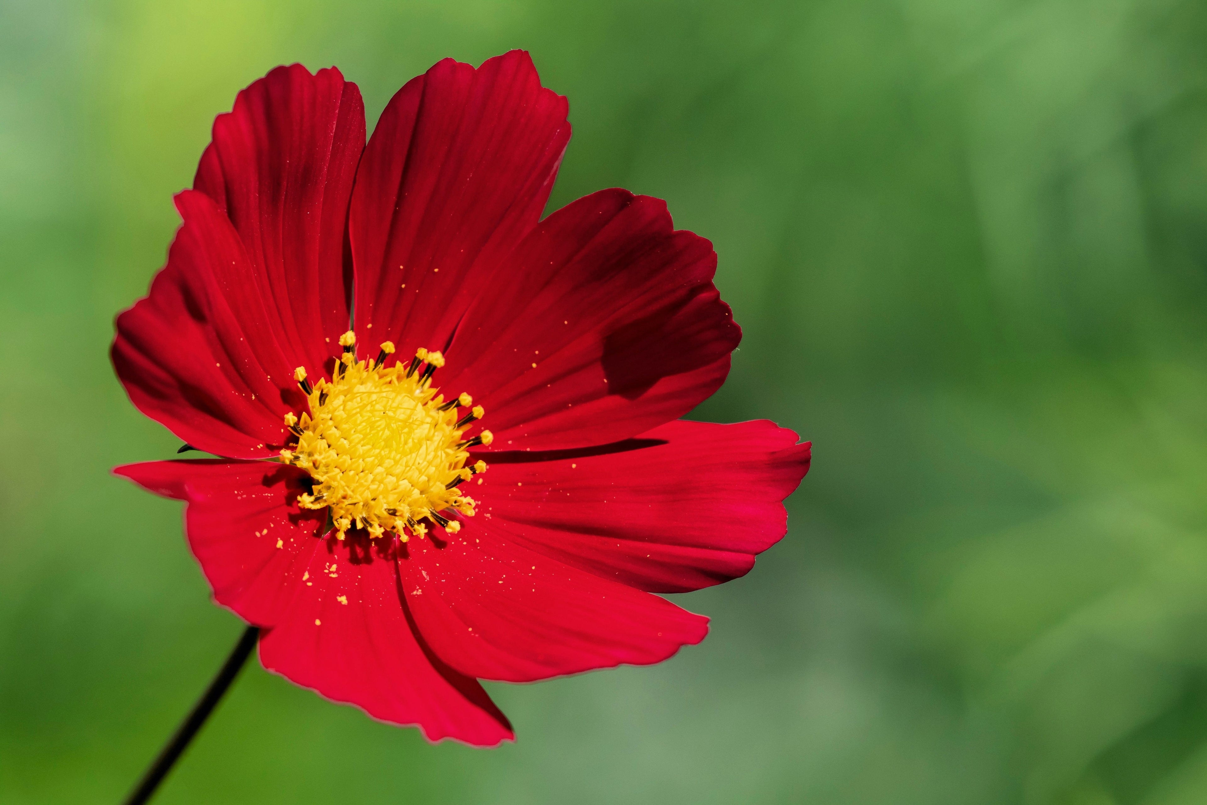 300 RED COSMOS DAZZLER Cosmos Bipinnatus Flower Seeds