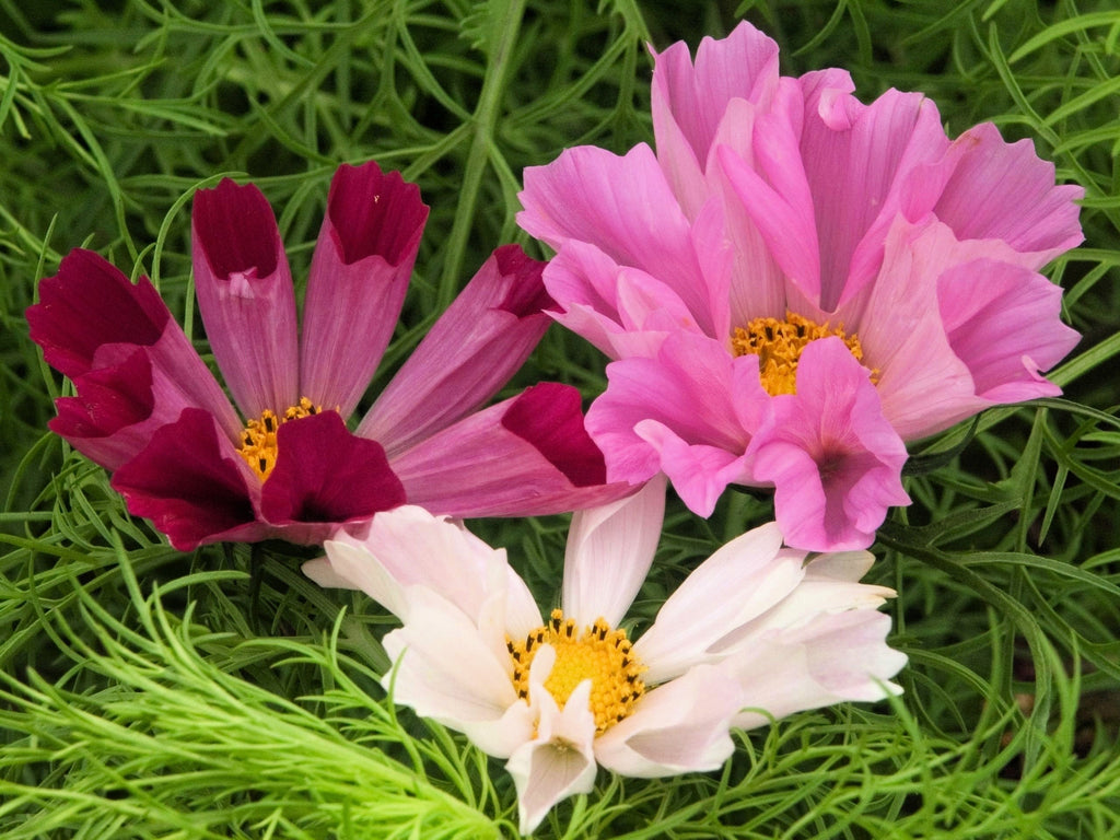 200 COSMOS SEA SHELLS Cosmos Bipinnatus Seashells Flower Seeds