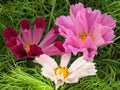 200 COSMOS SEA SHELLS Cosmos Bipinnatus Seashells Flower Seeds