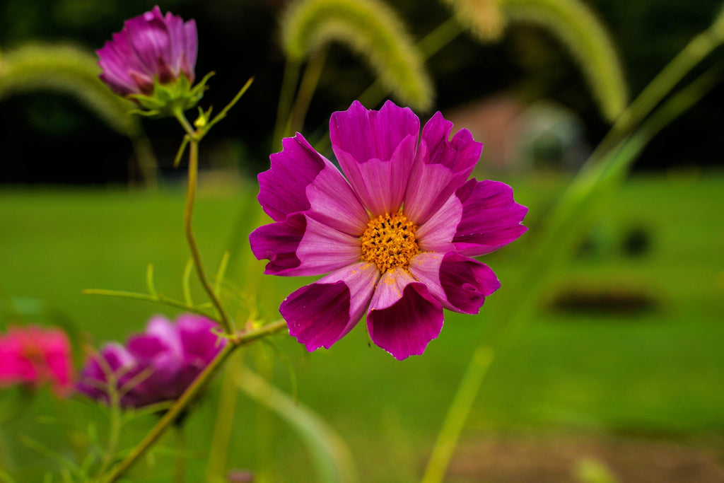 200 COSMOS SEA SHELLS Cosmos Bipinnatus Seashells Flower Seeds