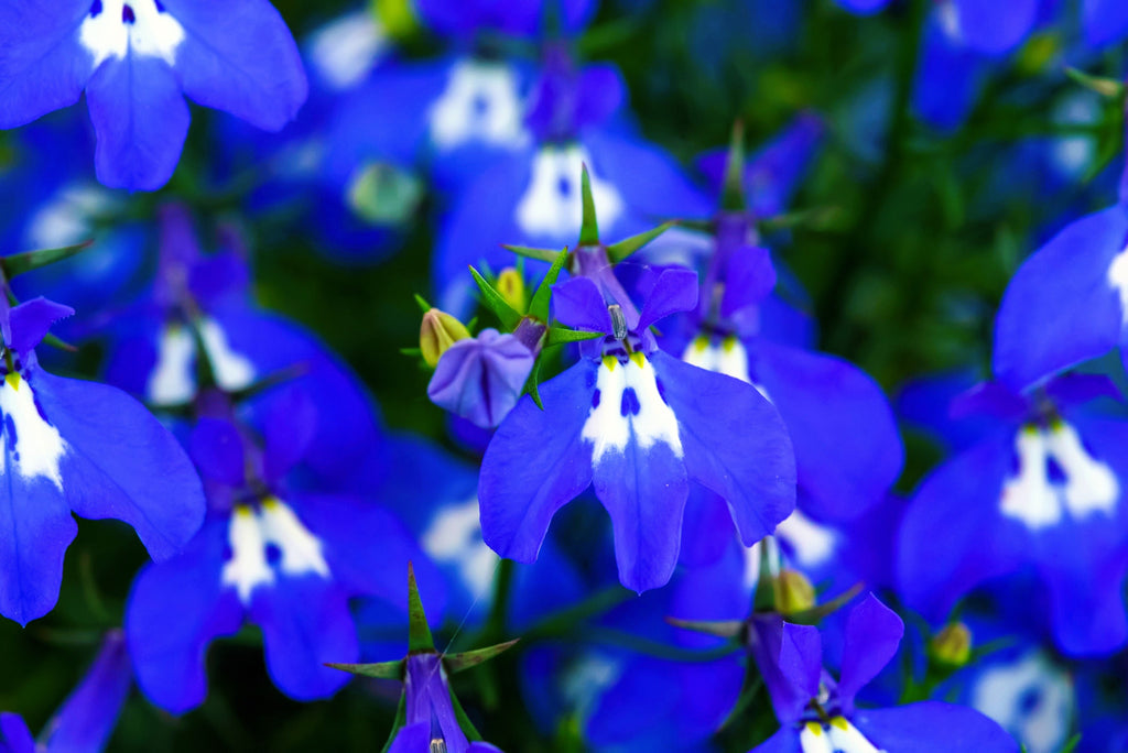 200 Electric Blue & White HALF MOON LOBELIA Erinus Flower Seeds