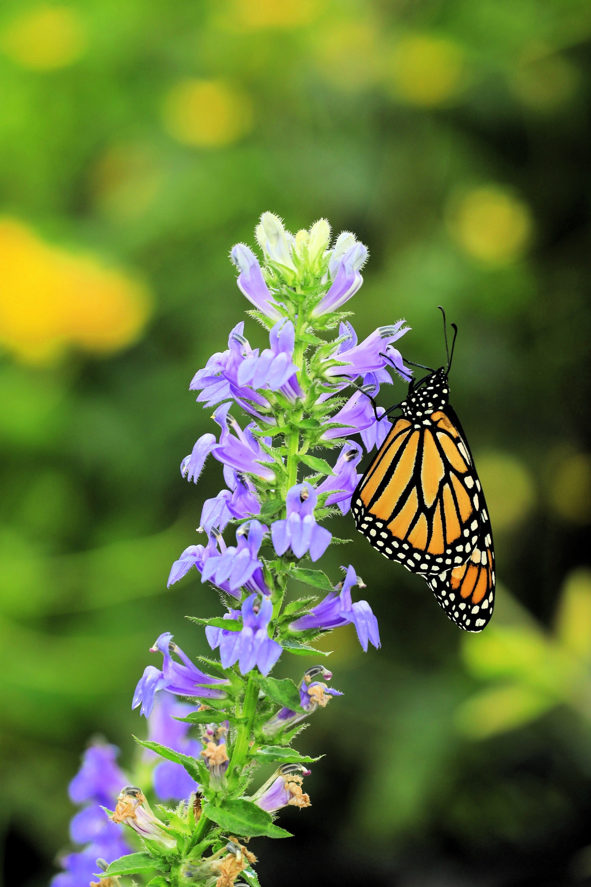 500 GREAT BLUE LOBELIA Lobelia Siphilitica Flower Seeds