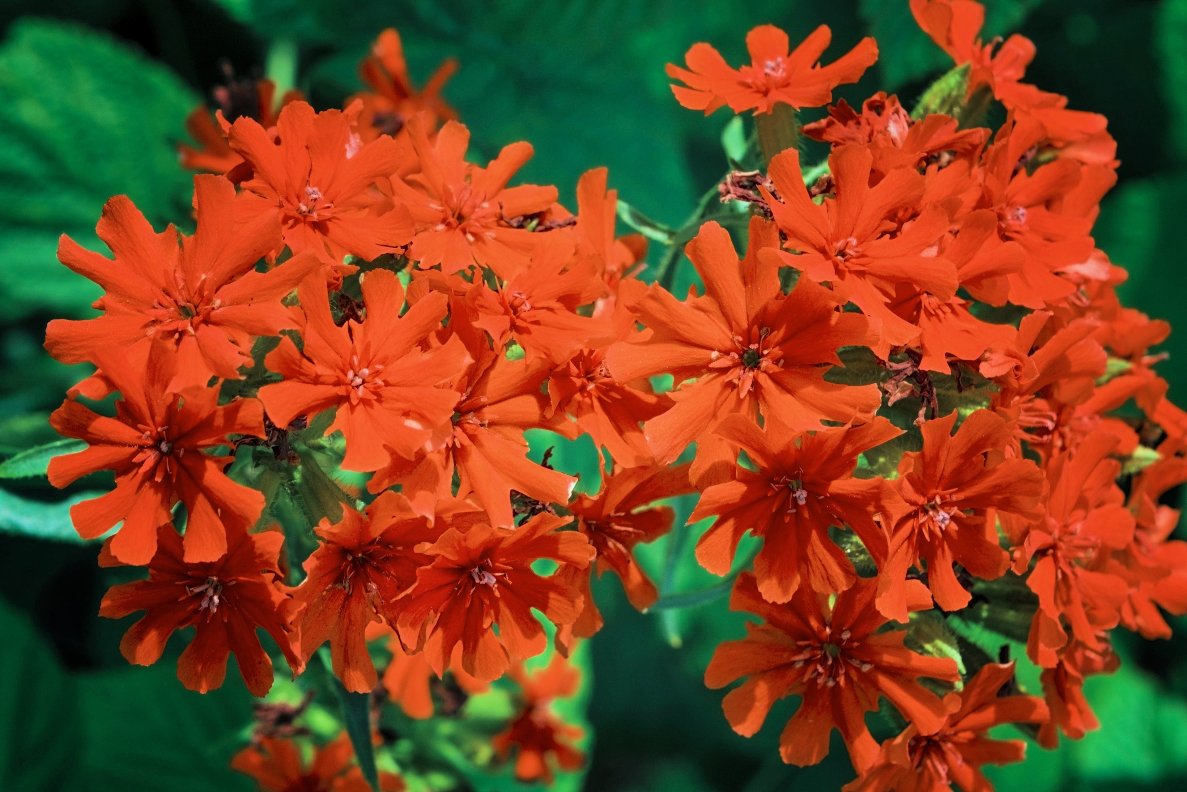 300 MALTESE CROSS Jerusalem Cross Lychnis Chalcedonica Campion Silene Flower Seeds