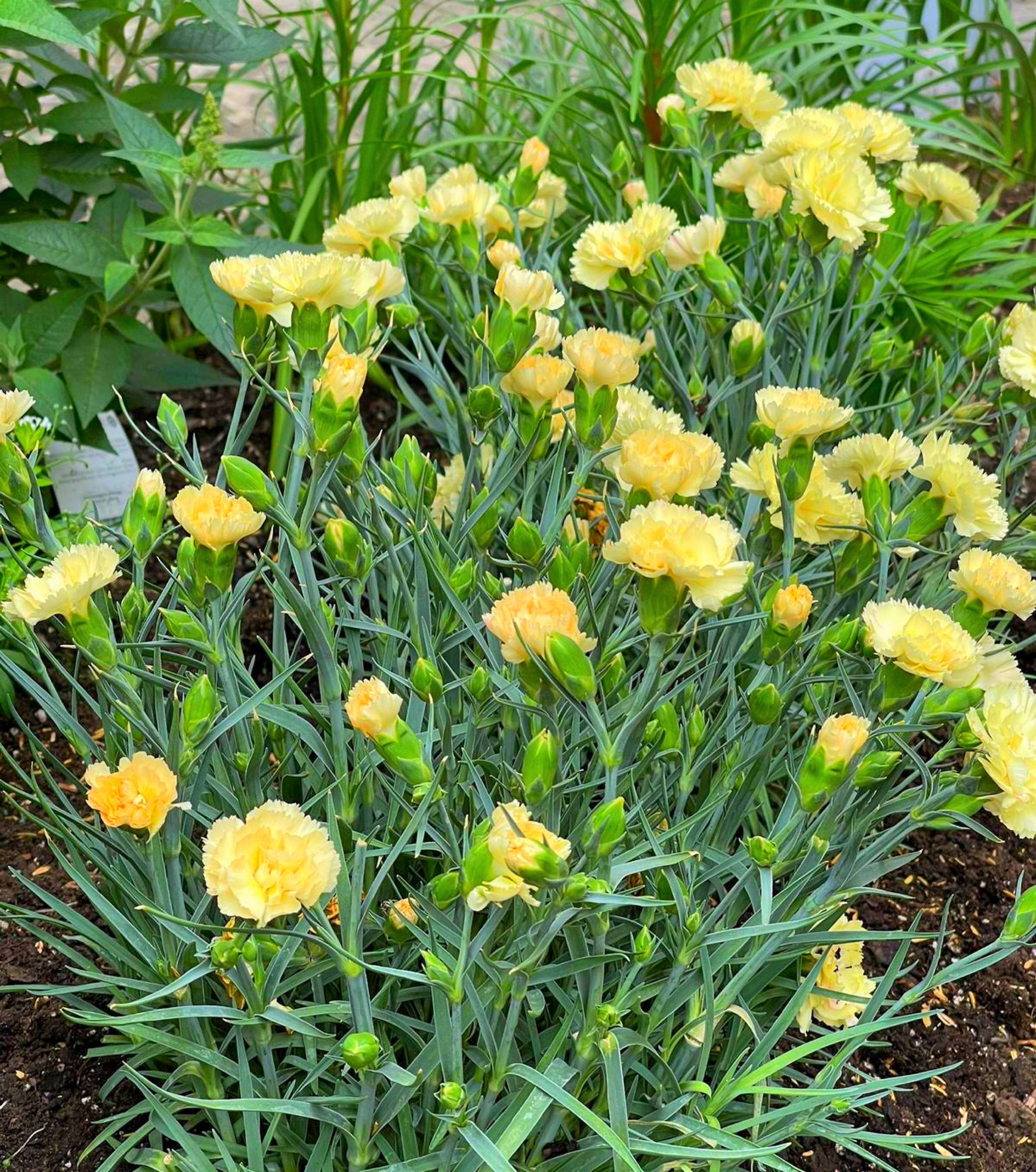 50 YELLOW CARNATION Dianthus Caryophyllus Grenadin Double Flower Seeds