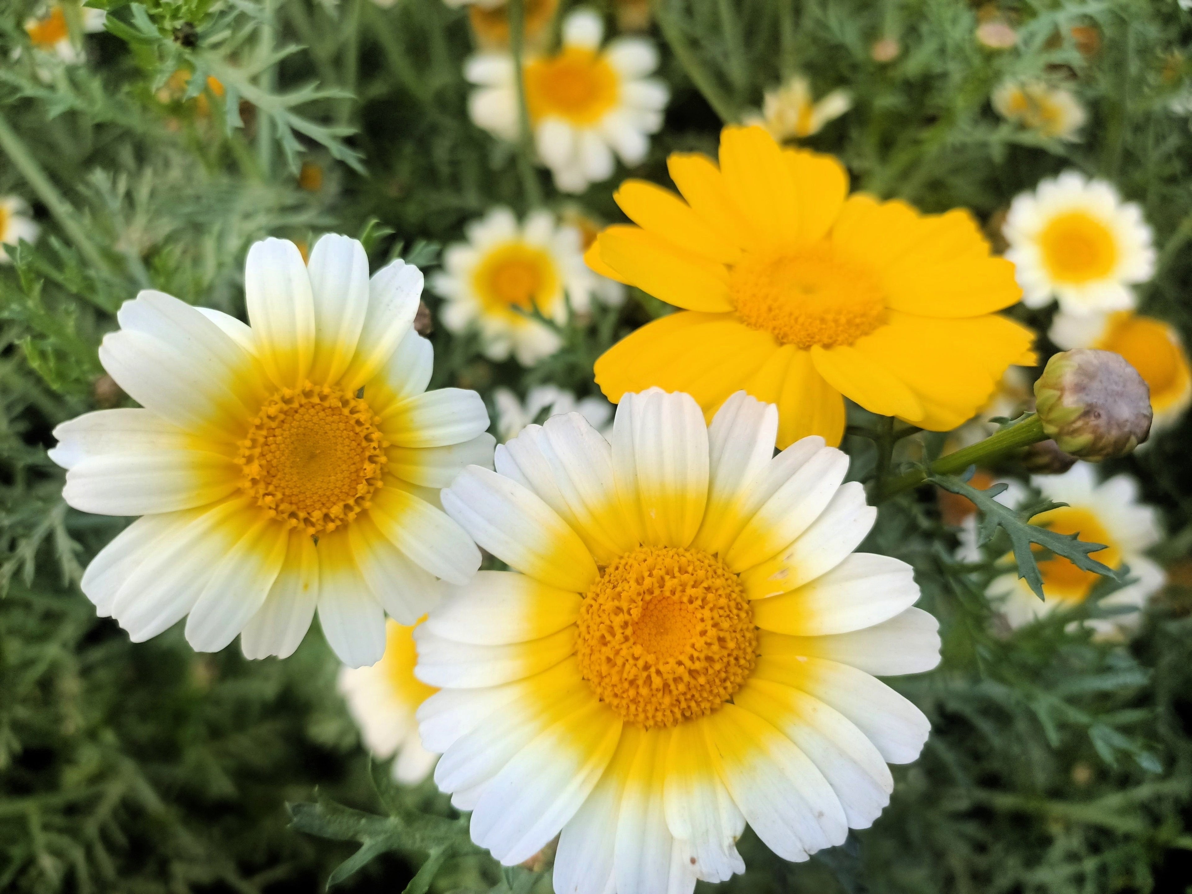 1000 GARLAND CROWN DAISY Chrysanthemum Coronarium Glebionis White Yellow Flower Seeds