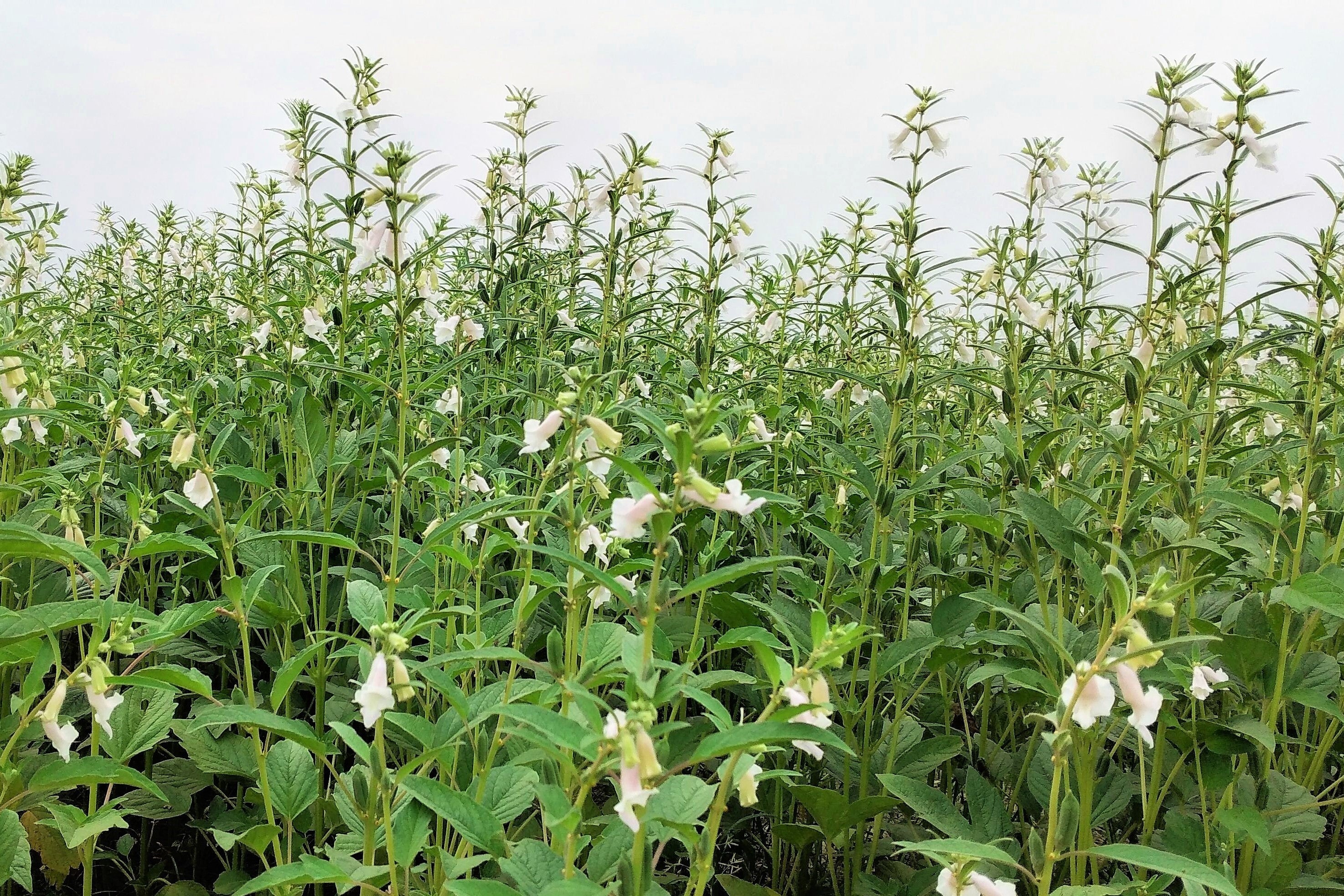 1500 Organic SESAME SEED Sesamum Indicum White Flower Vegetable Bread Seeds