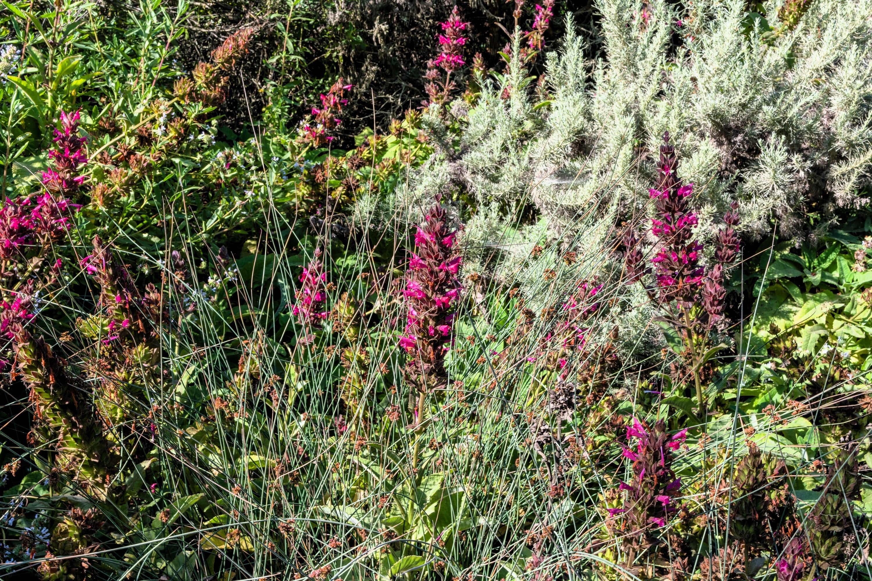 10 Organic California HUMMINGBIRD SAGE Salvia Spathacea Magenta Red Flower Herb Seeds