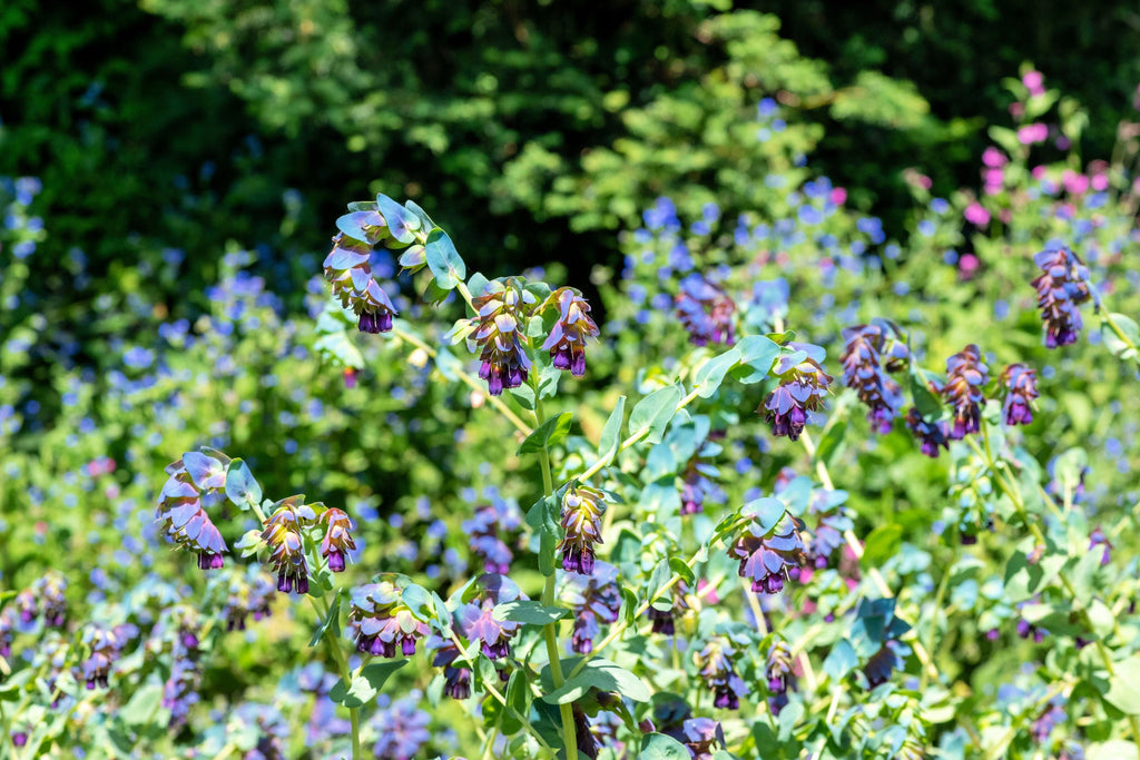 10 BLUE SHRIMP PLANT / Honeywort Cerinthe Major Flower Seeds