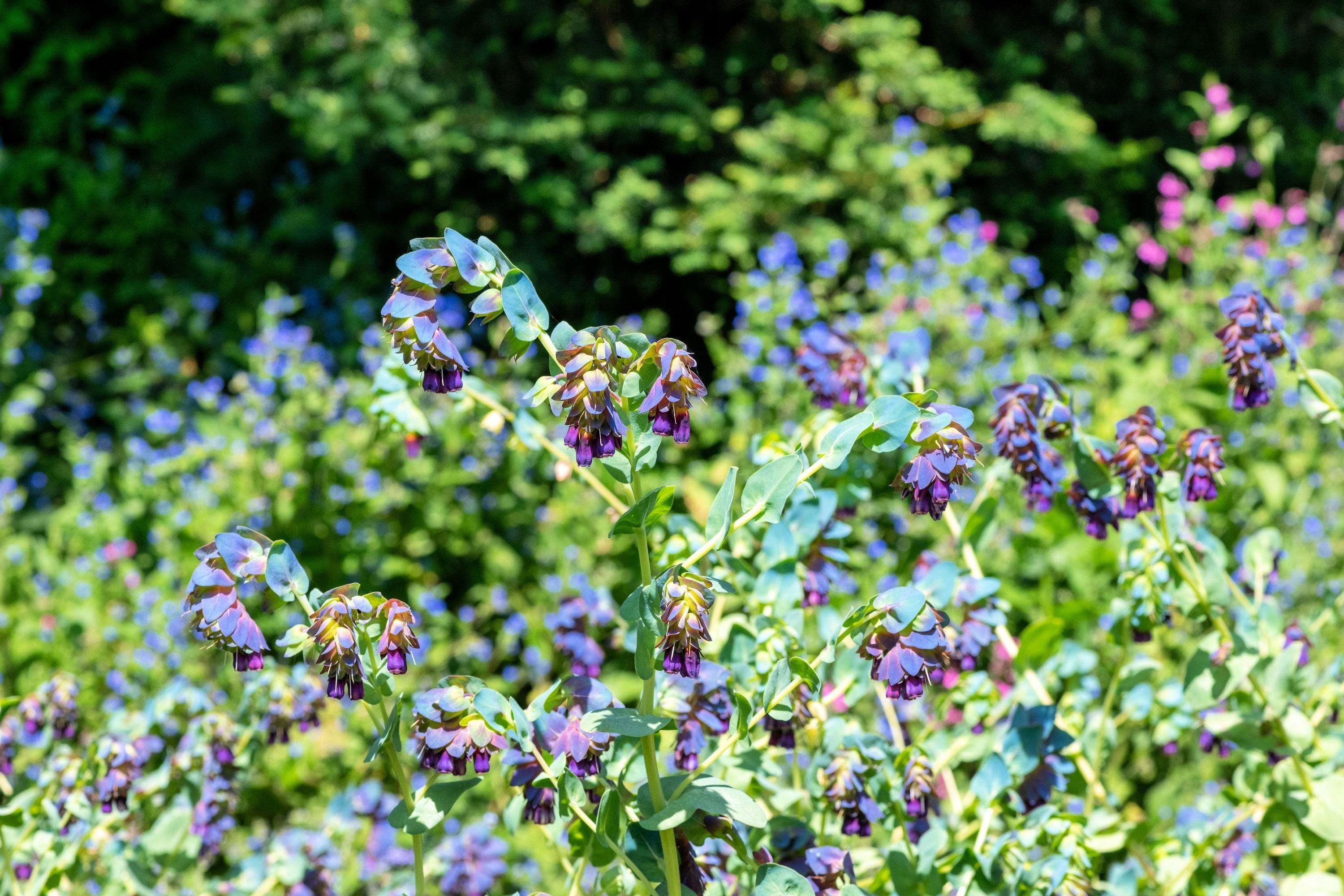 10 BLUE SHRIMP PLANT / Honeywort Cerinthe Major Flower Seeds