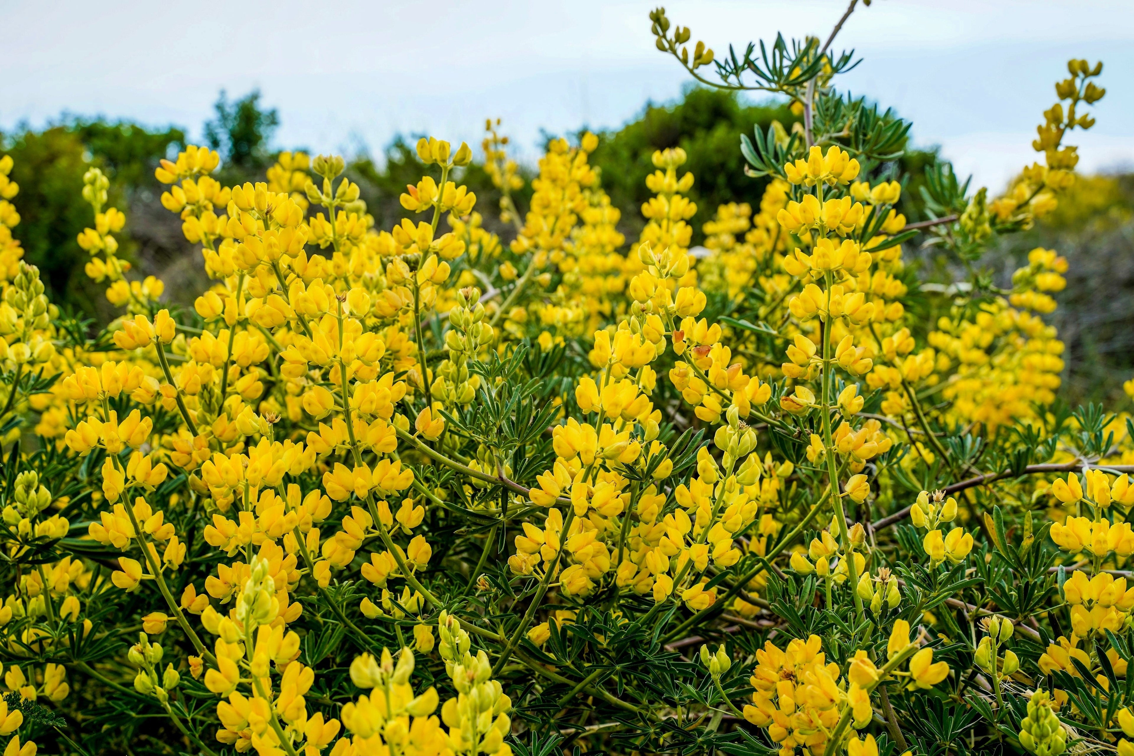 50 GOLDEN LUPINE Lupinus Densiflorus Yellow Hummingbird Flower Seeds