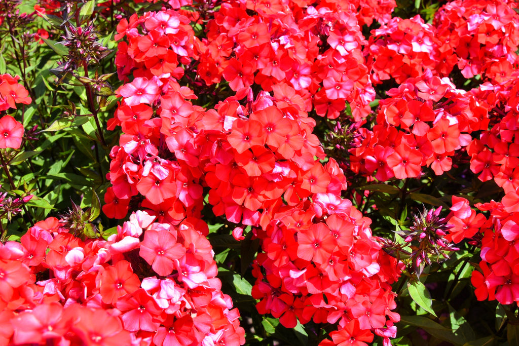 10 TALL GARDEN PHLOX Paniculata Mixed Colors 'New Hybrids Mix' Flower Seeds